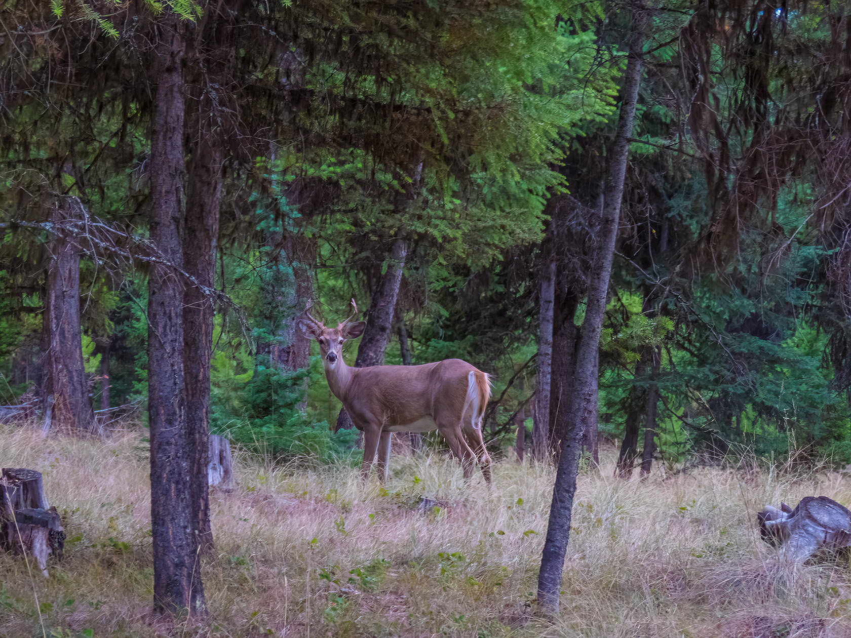 NHN Black Bear Court