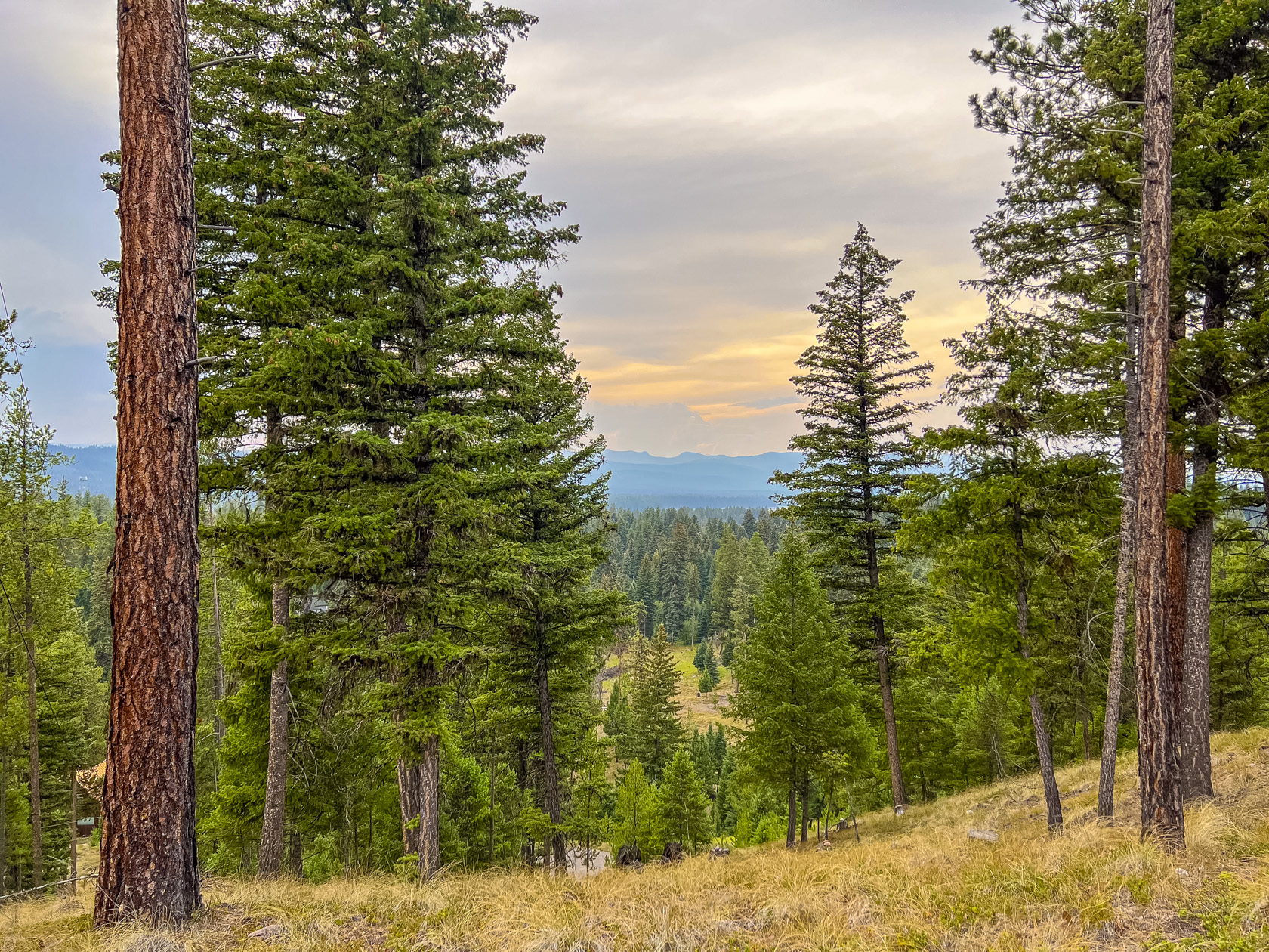 NHN Black Bear Court