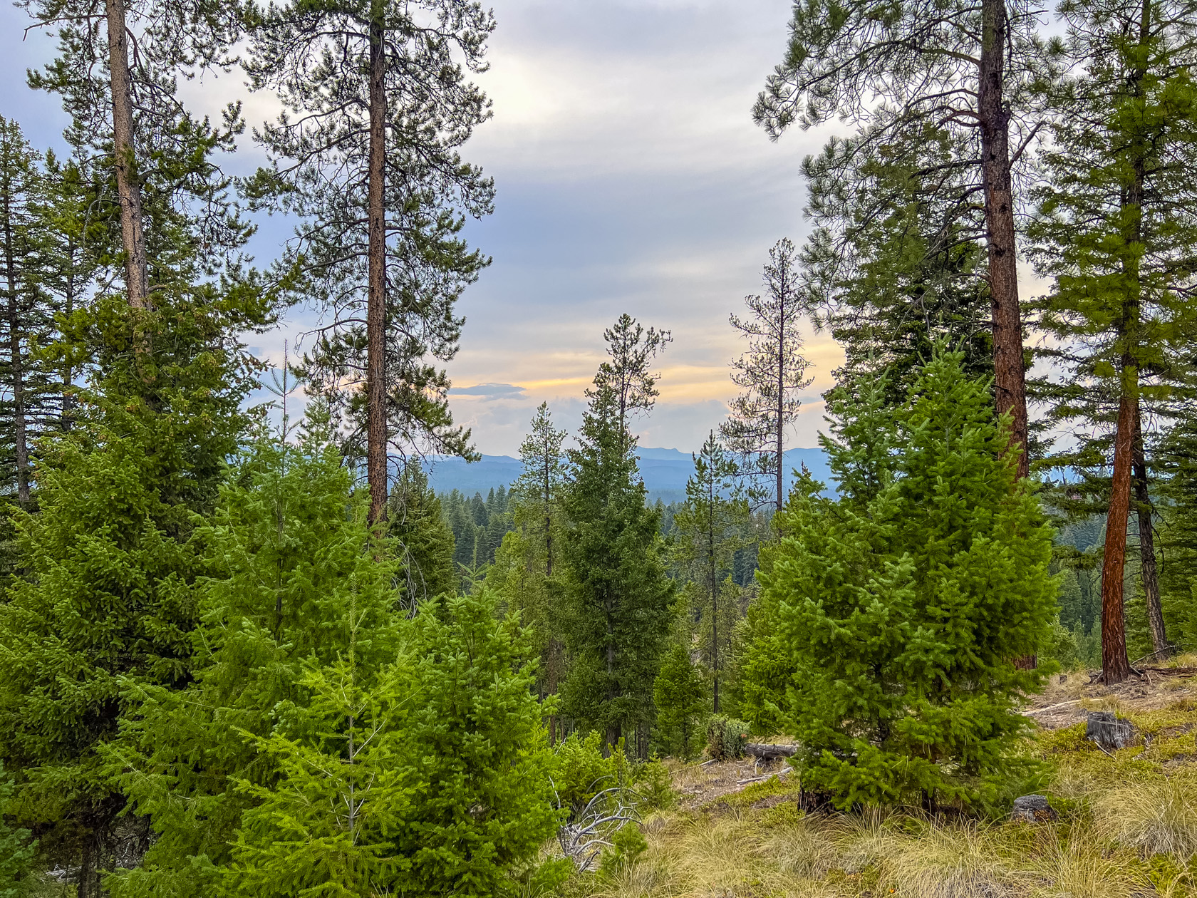 NHN Black Bear Court