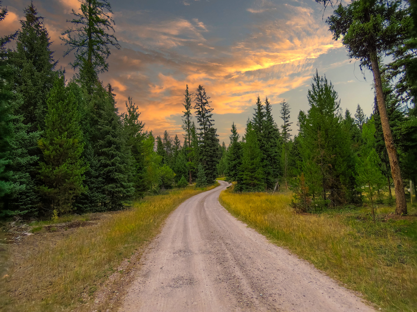 NHN Black Bear Court