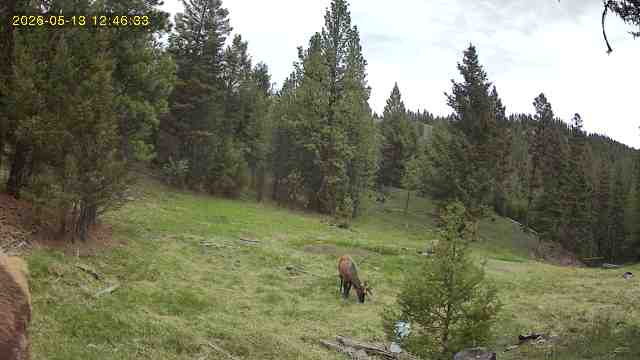 7 Tract, Bull Elk