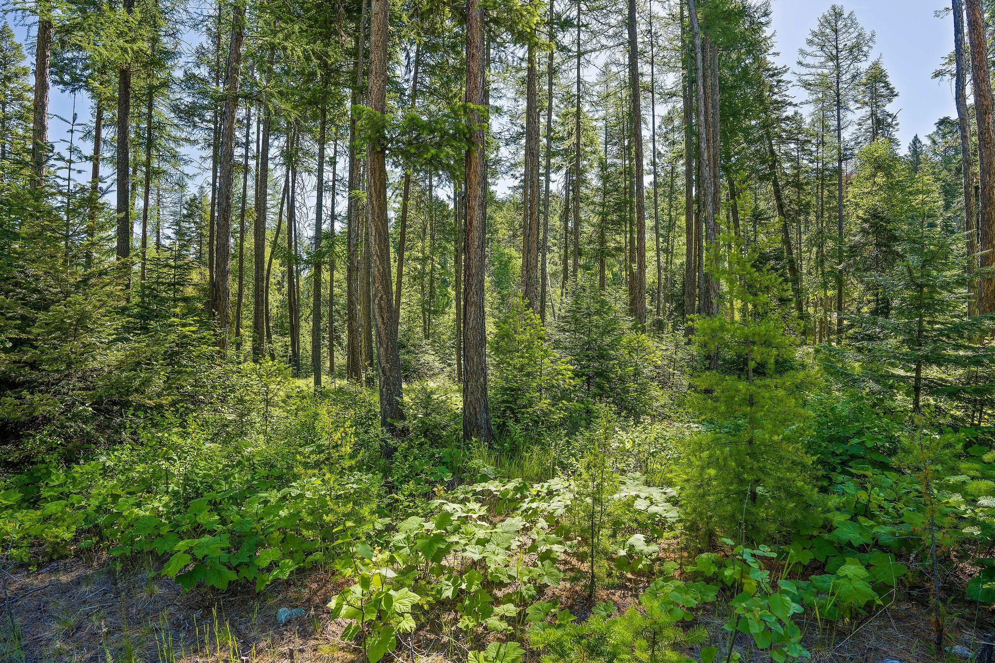 139 Timberjack Trail