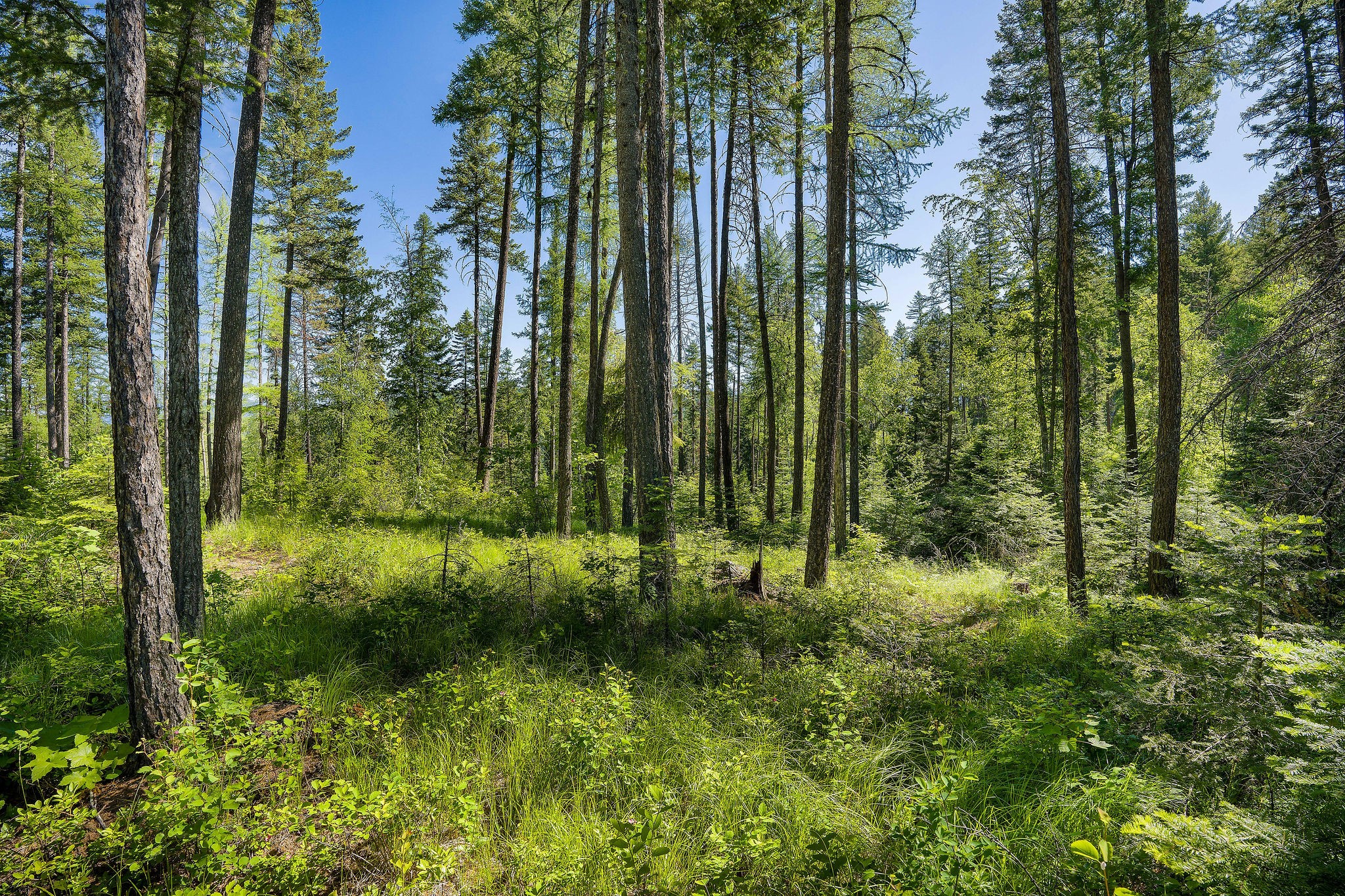 139 Timberjack Trail