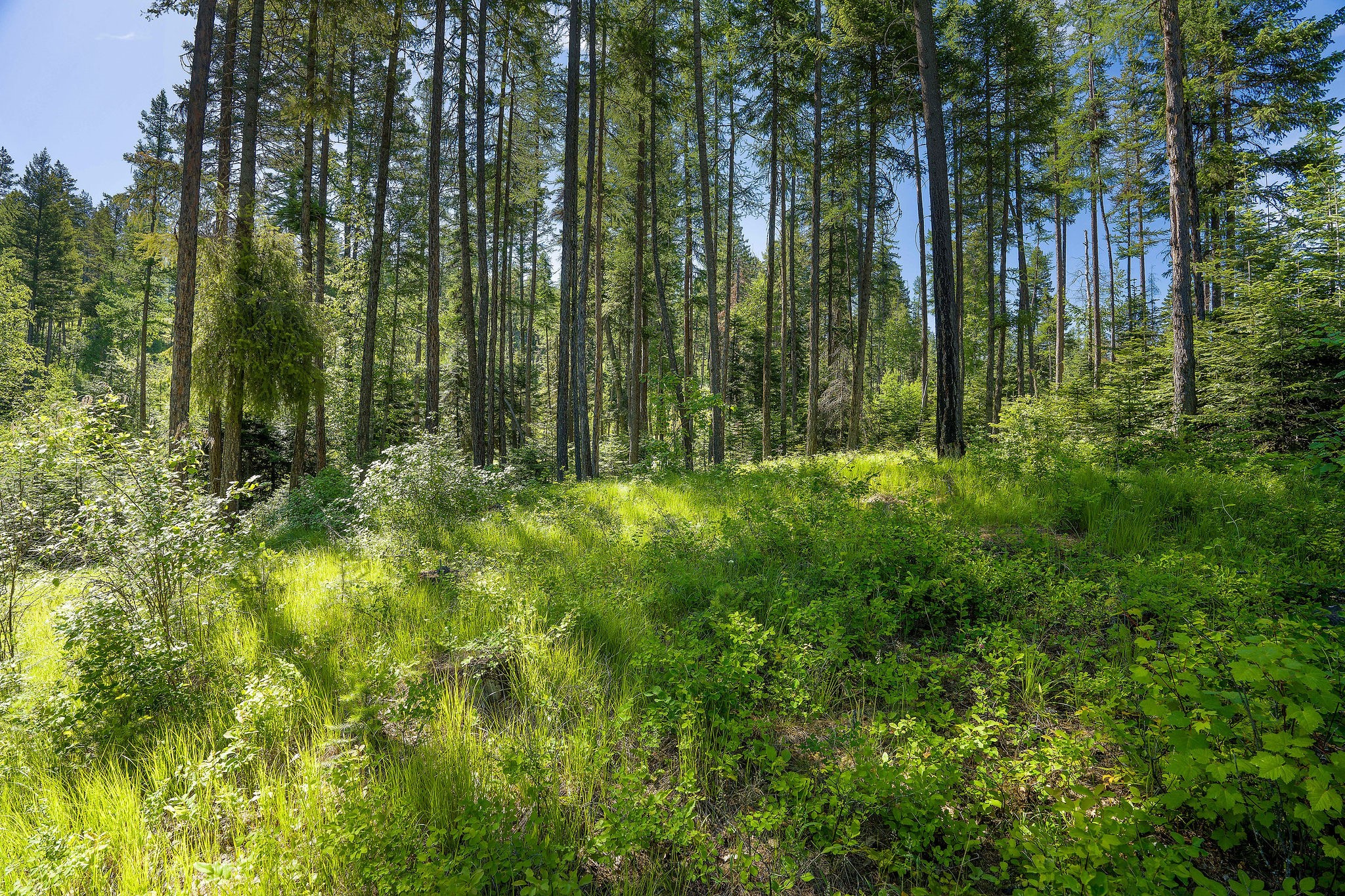 139 Timberjack Trail