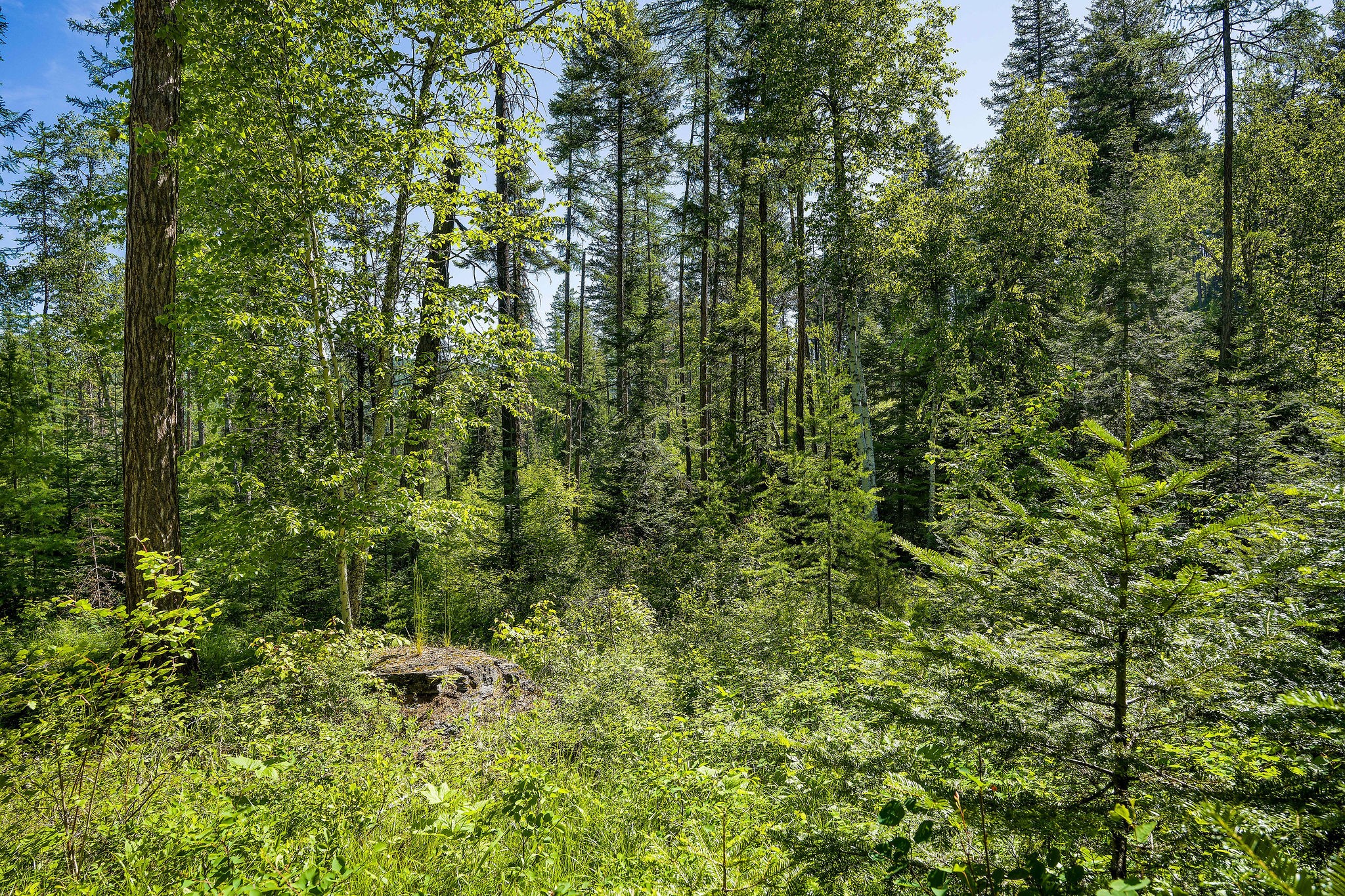 139 Timberjack Trail