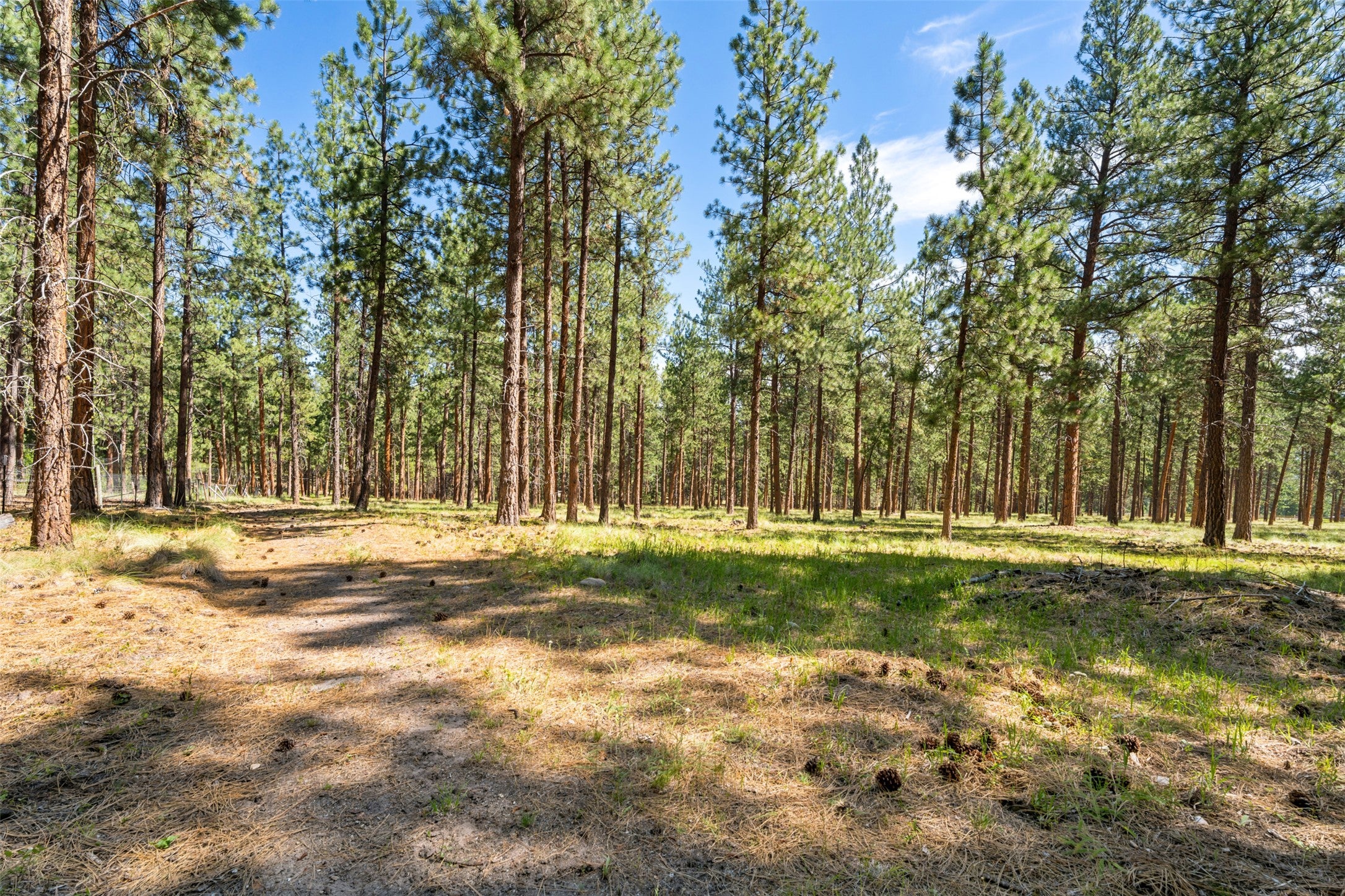 NHN Spirit Pine Road