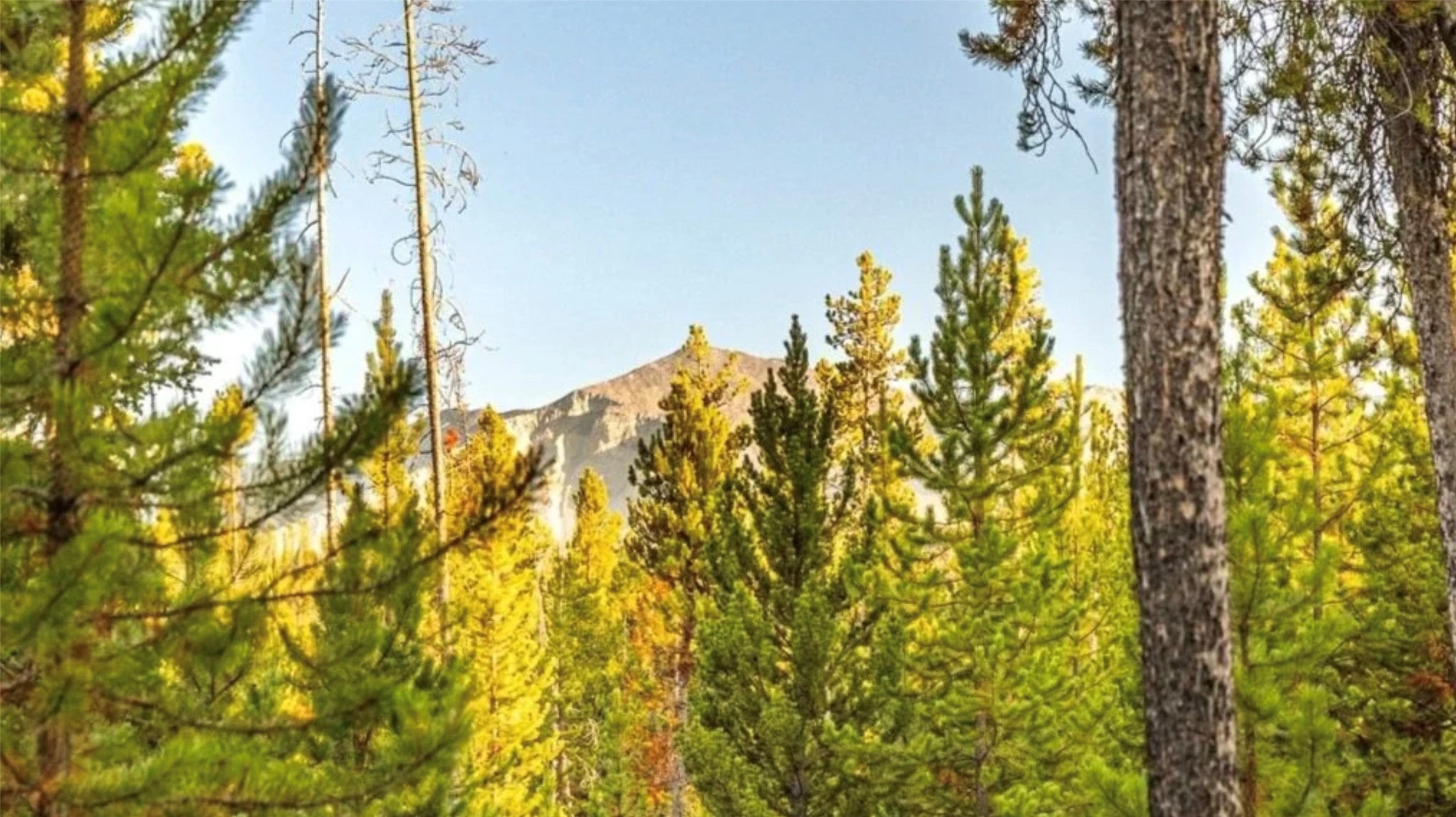 Lot 7 TBD Mitchell Drive