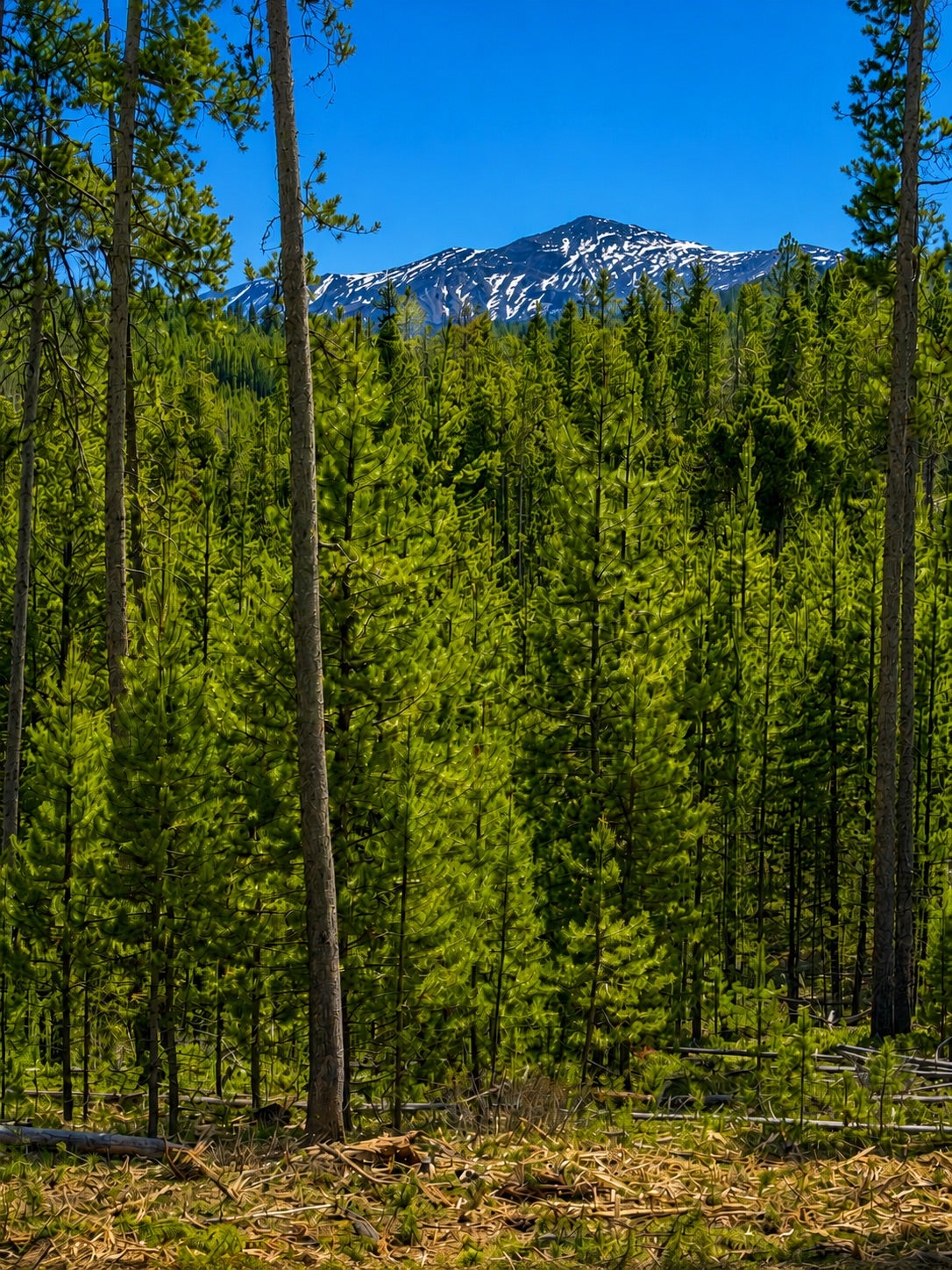 Lot 7 TBD Mitchell Drive