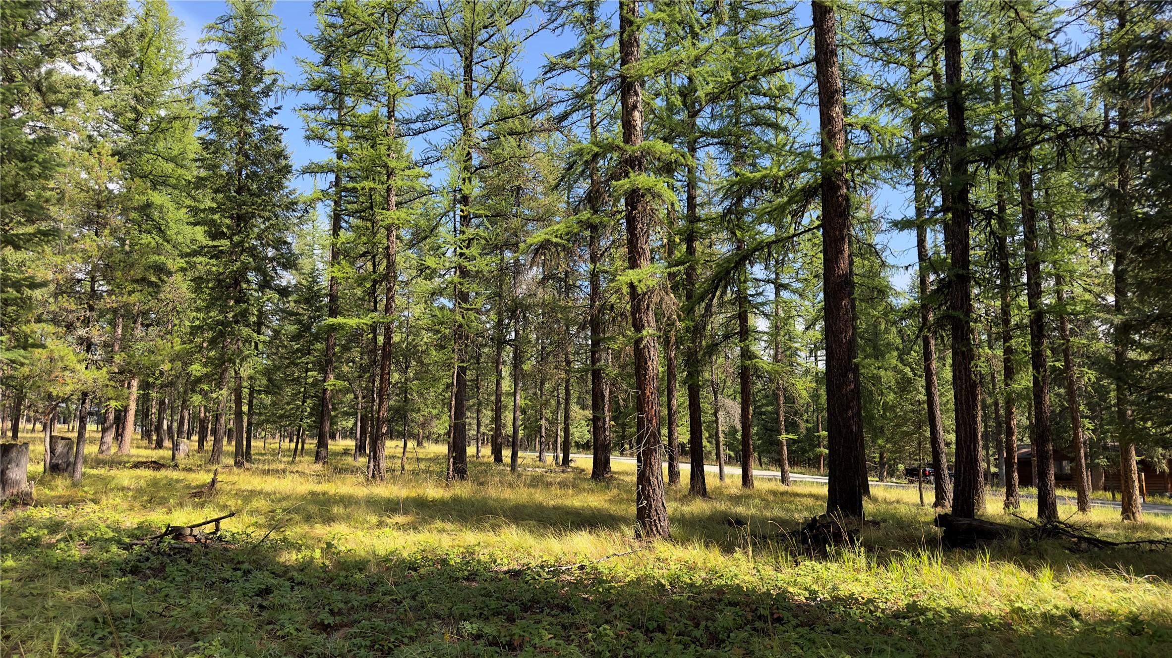 NHN Forest Loop