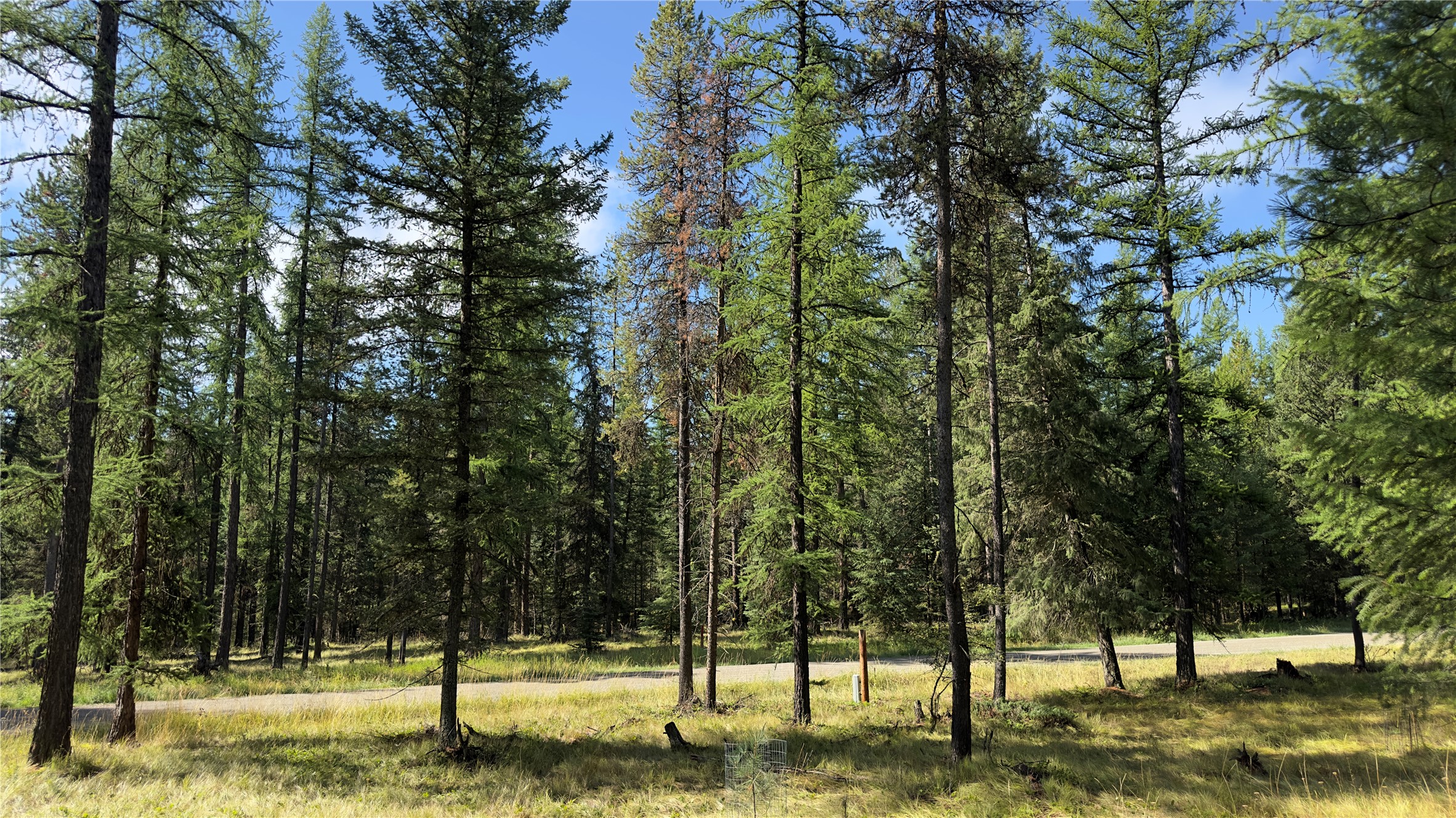 NHN Forest Loop