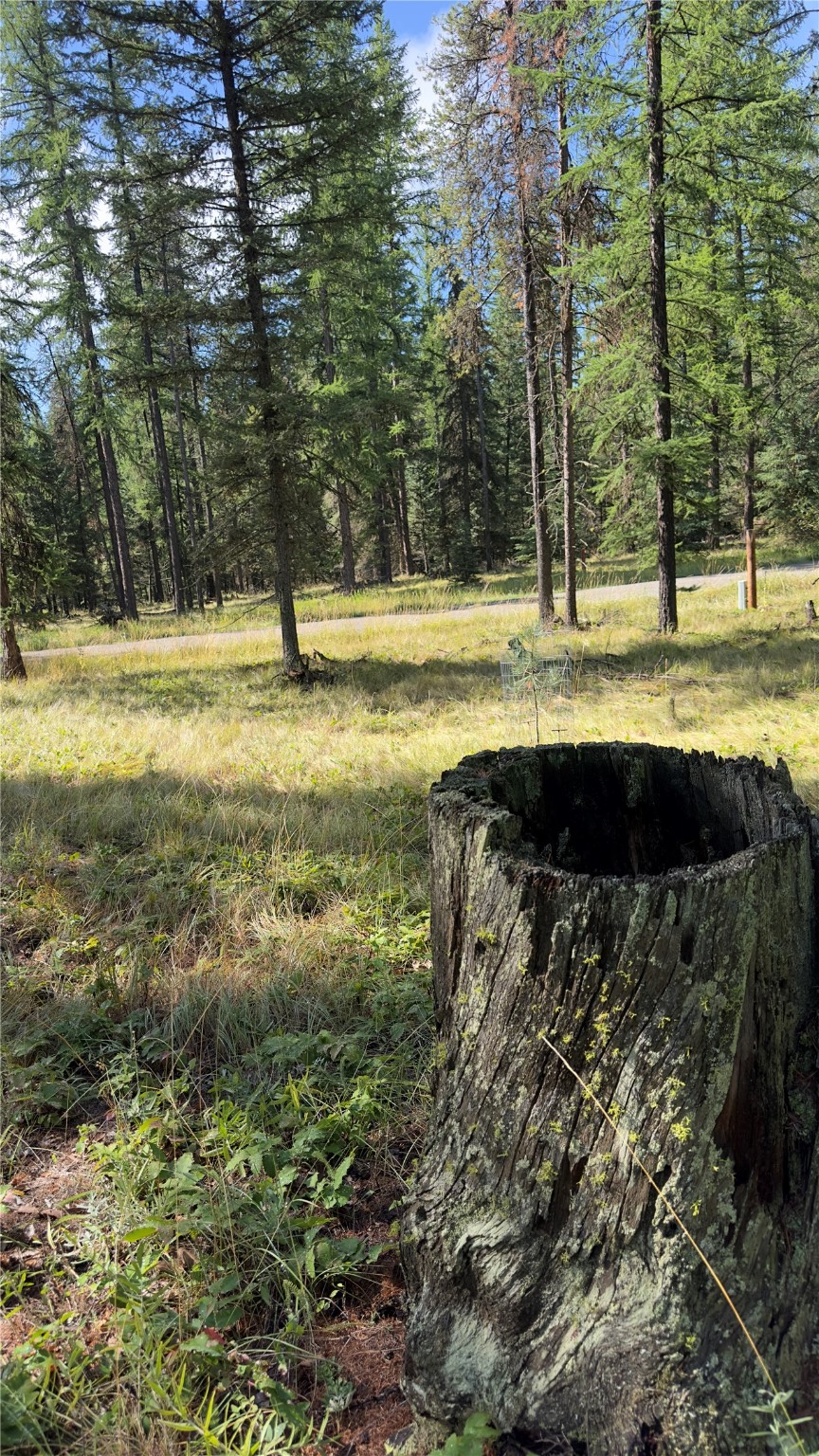 NHN Forest Loop