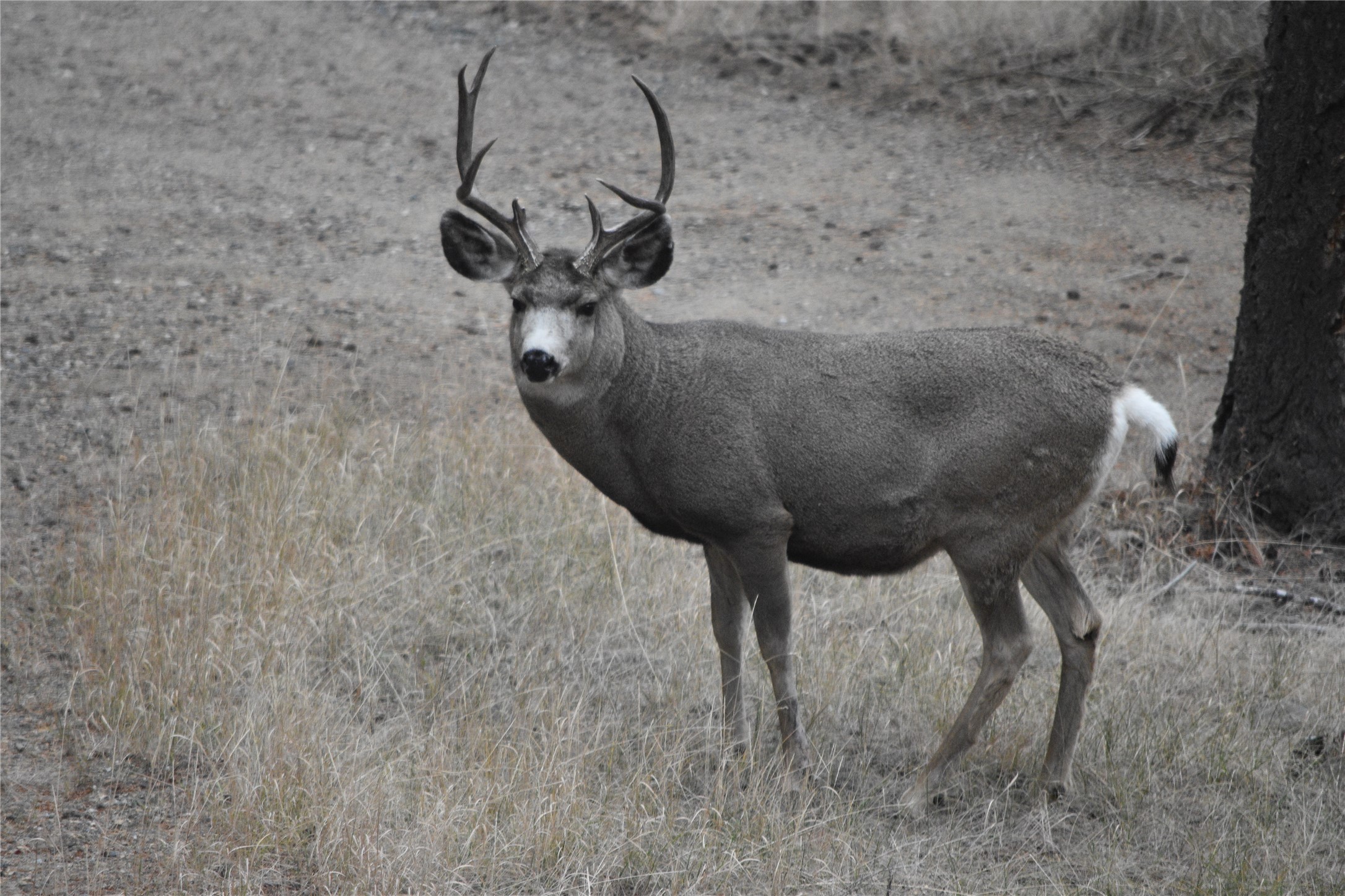 Montana City, Montana 59634, United States, 3 Bedrooms Bedrooms, ,3 BathroomsBathrooms,Residential,Pending,56852