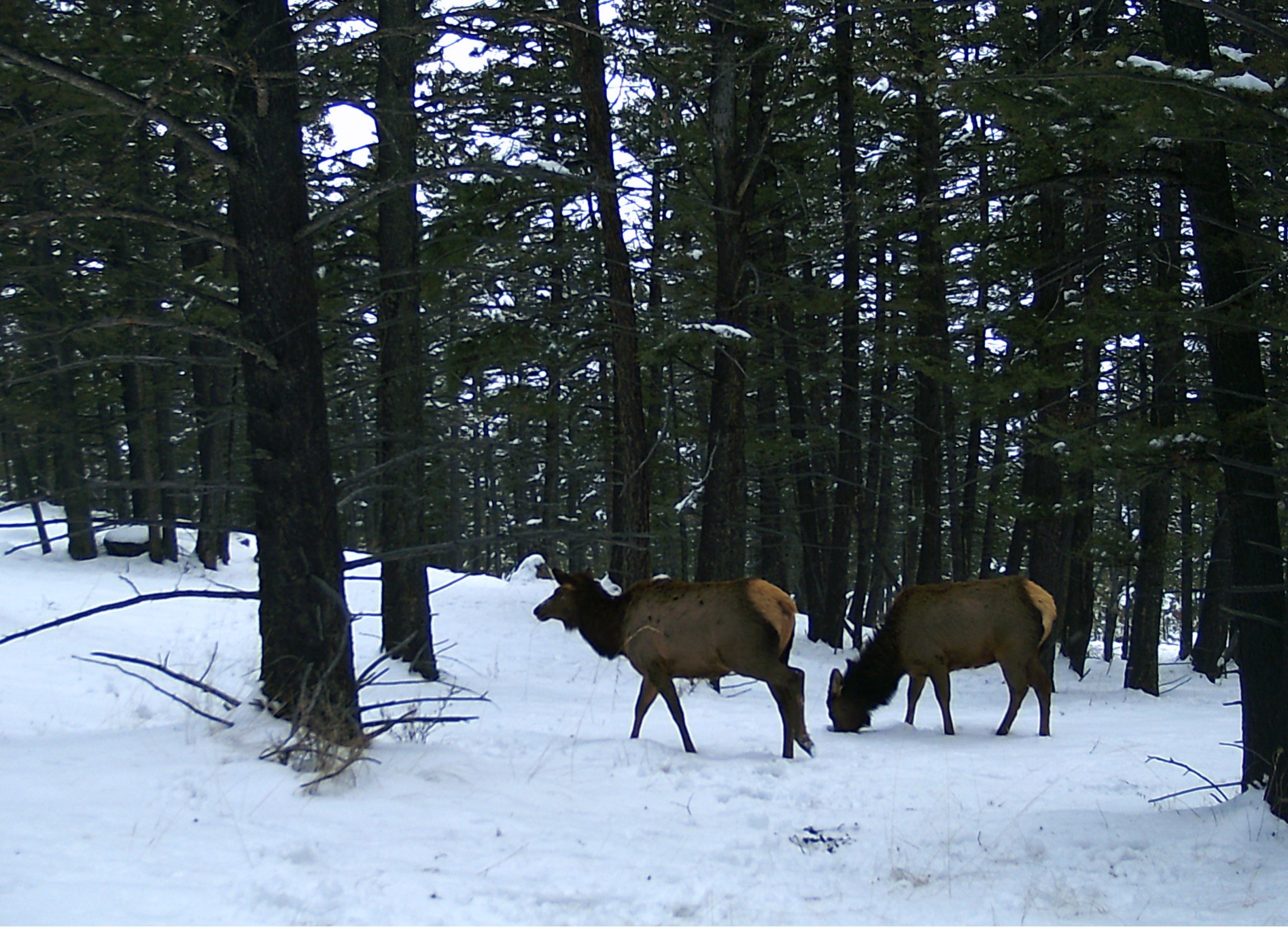 Montana City, Montana 59634, United States, 3 Bedrooms Bedrooms, ,3 BathroomsBathrooms,Residential,Pending,56852