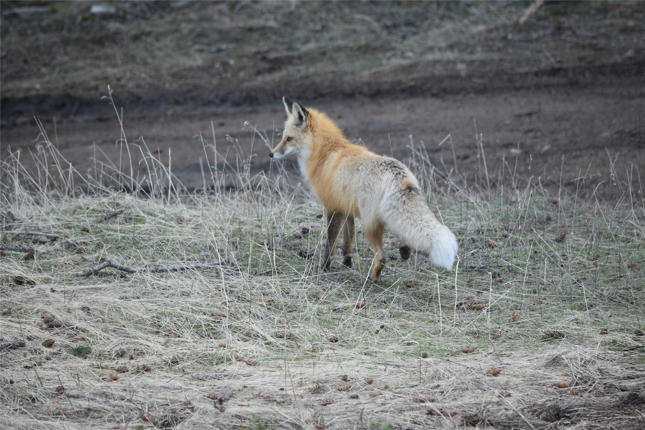 Montana City, Montana 59634, United States, 3 Bedrooms Bedrooms, ,3 BathroomsBathrooms,Residential,Pending,56852