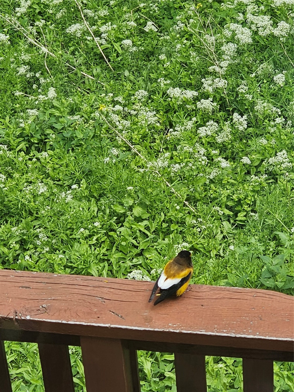 Montana City, Montana 59634, United States, 3 Bedrooms Bedrooms, ,3 BathroomsBathrooms,Residential,Pending,56852