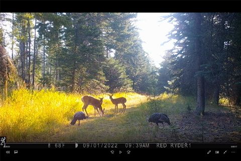 Tiny photo for 3039 and 3005 Foothill Road, Kalispell, MT 59901 (MLS # 30053398)