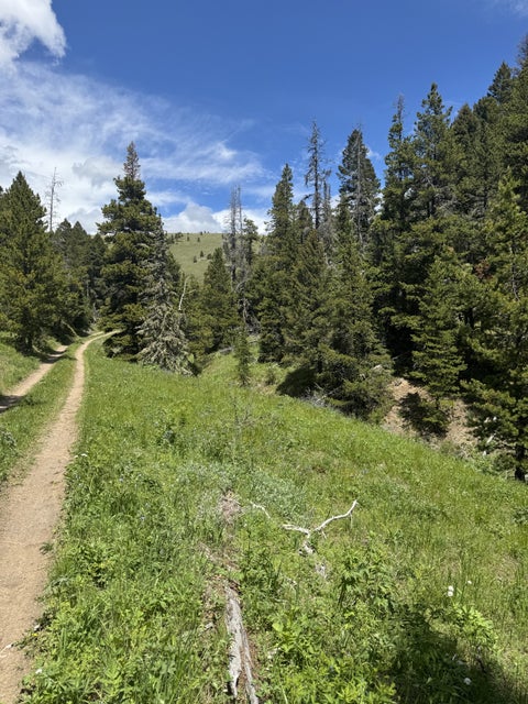 Photo of NHN Cadotte Creek Road, Lincoln, MT 59639 (MLS # 30073309)
