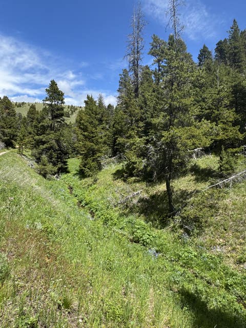 Tiny photo for NHN Cadotte Creek Road, Lincoln, MT 59639 (MLS # 30073309)