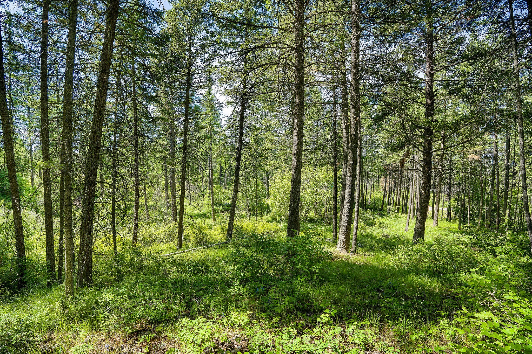 121 Pinto Trail