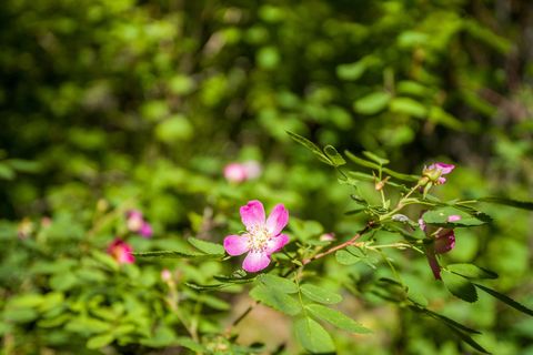 Tiny photo for 121 Pinto Trail, Bigfork, MT 59911 (MLS # 30069965)