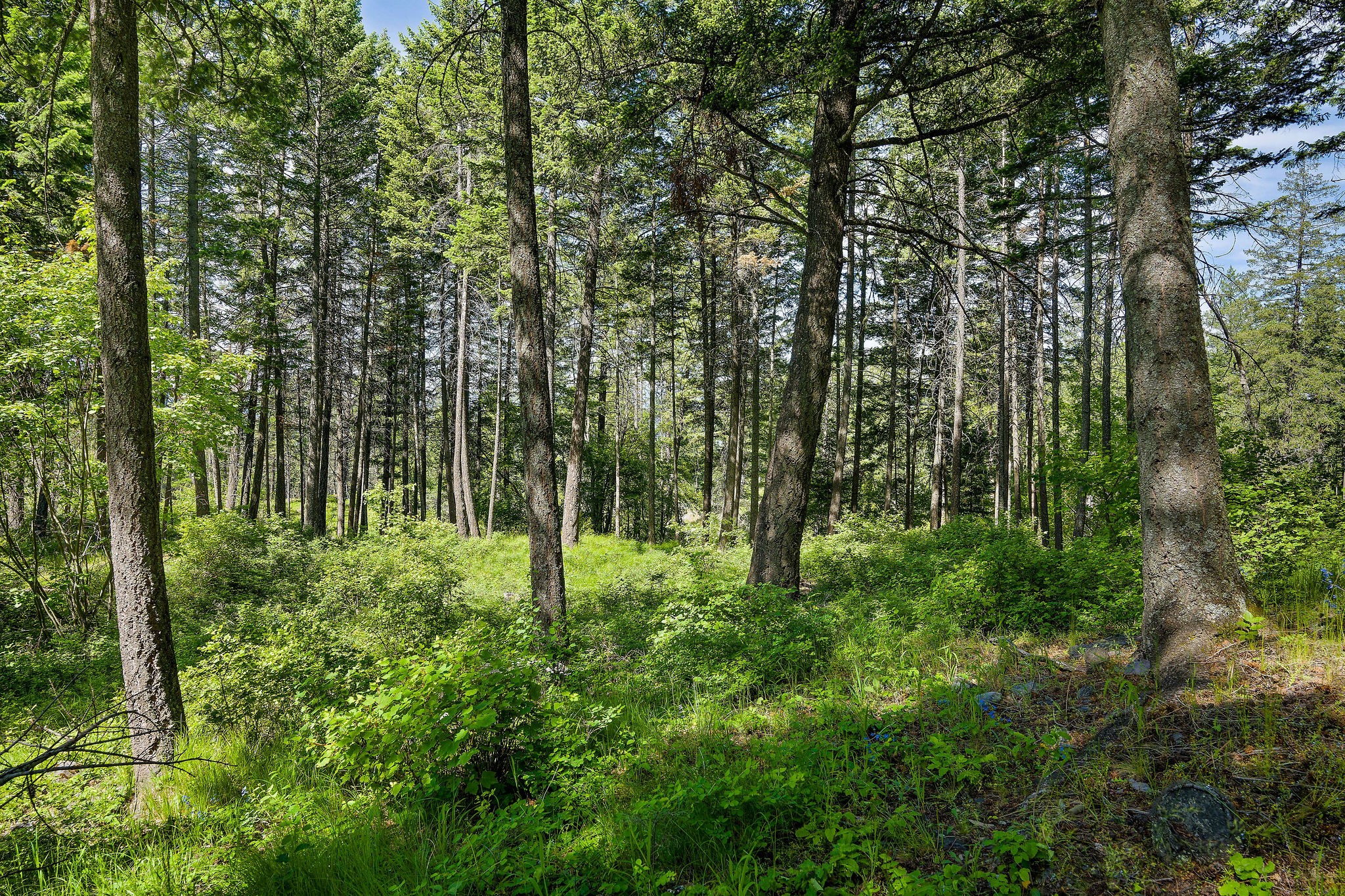 121 Pinto Trail