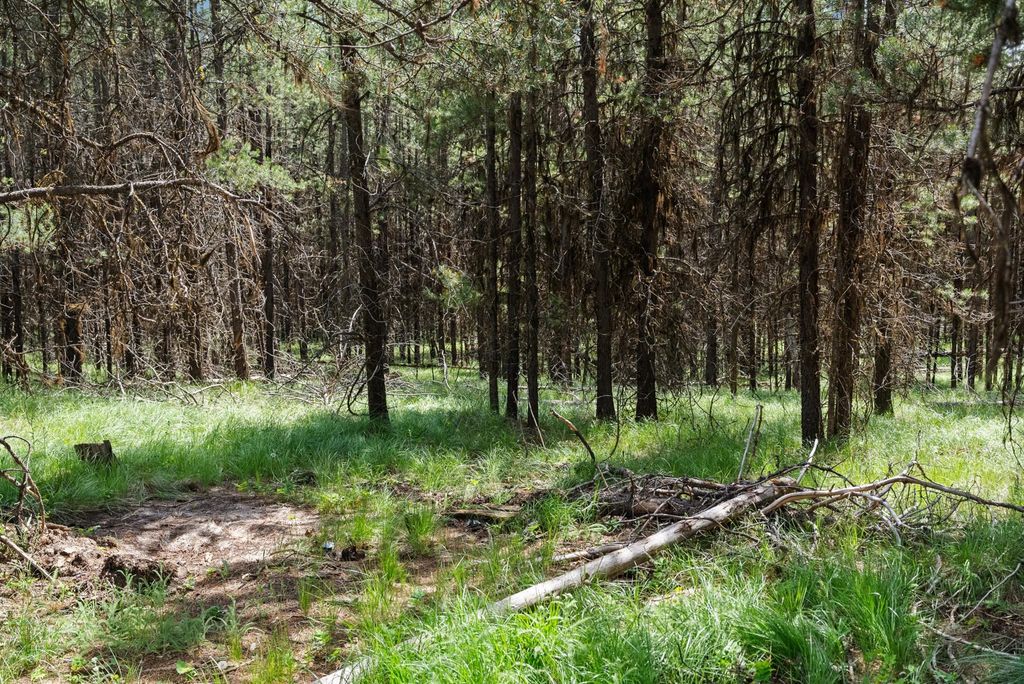 Photo of 182 New Timber Ridge Trail, Marion, MT 59925 (MLS # 30064103)