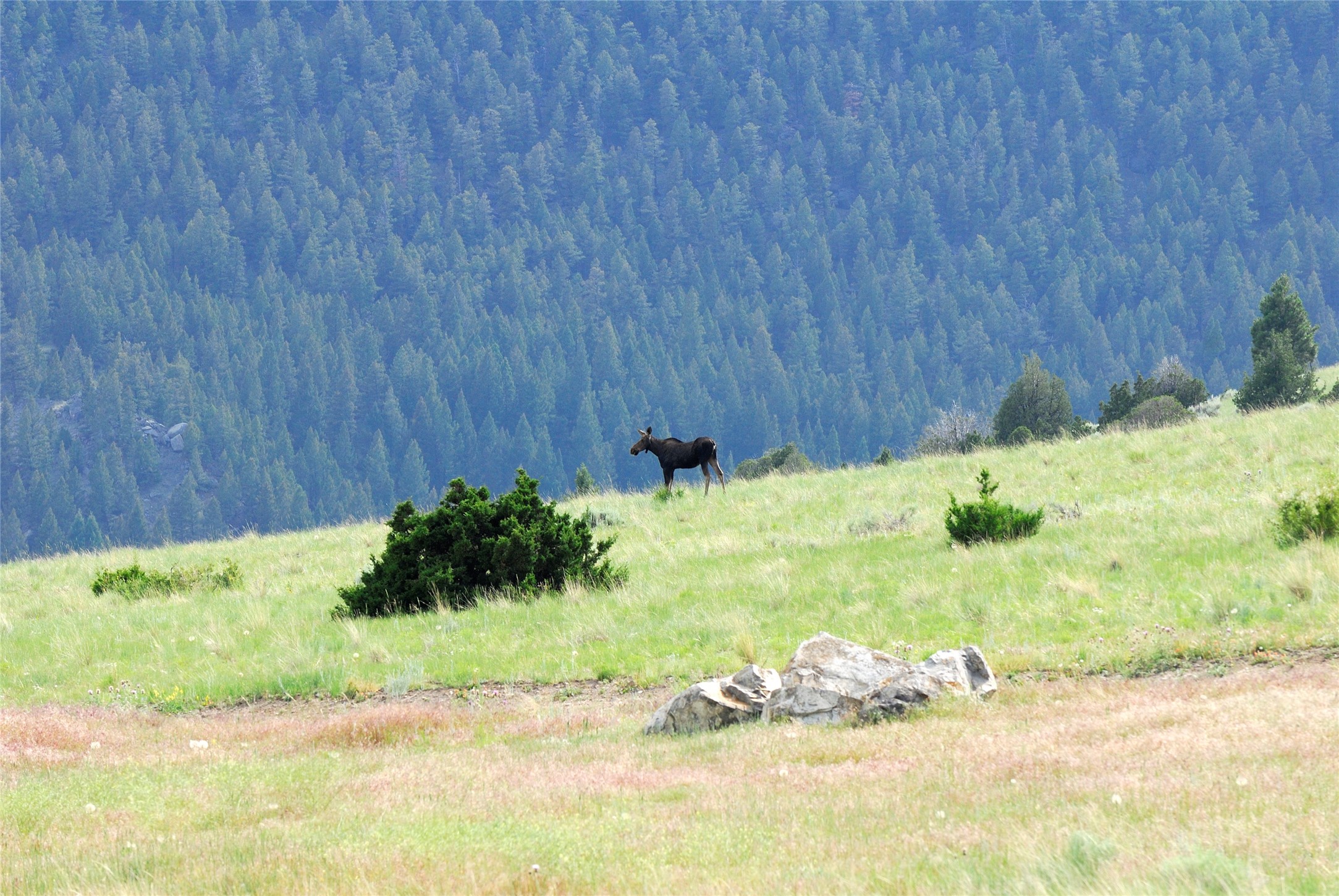 Boulder, Montana 59632, United States, ,Land,Active,63341
