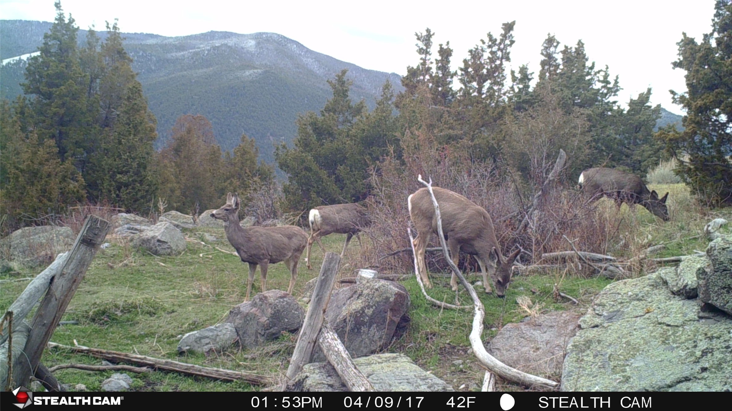 Boulder, Montana 59632, United States, ,Land,Active,63341