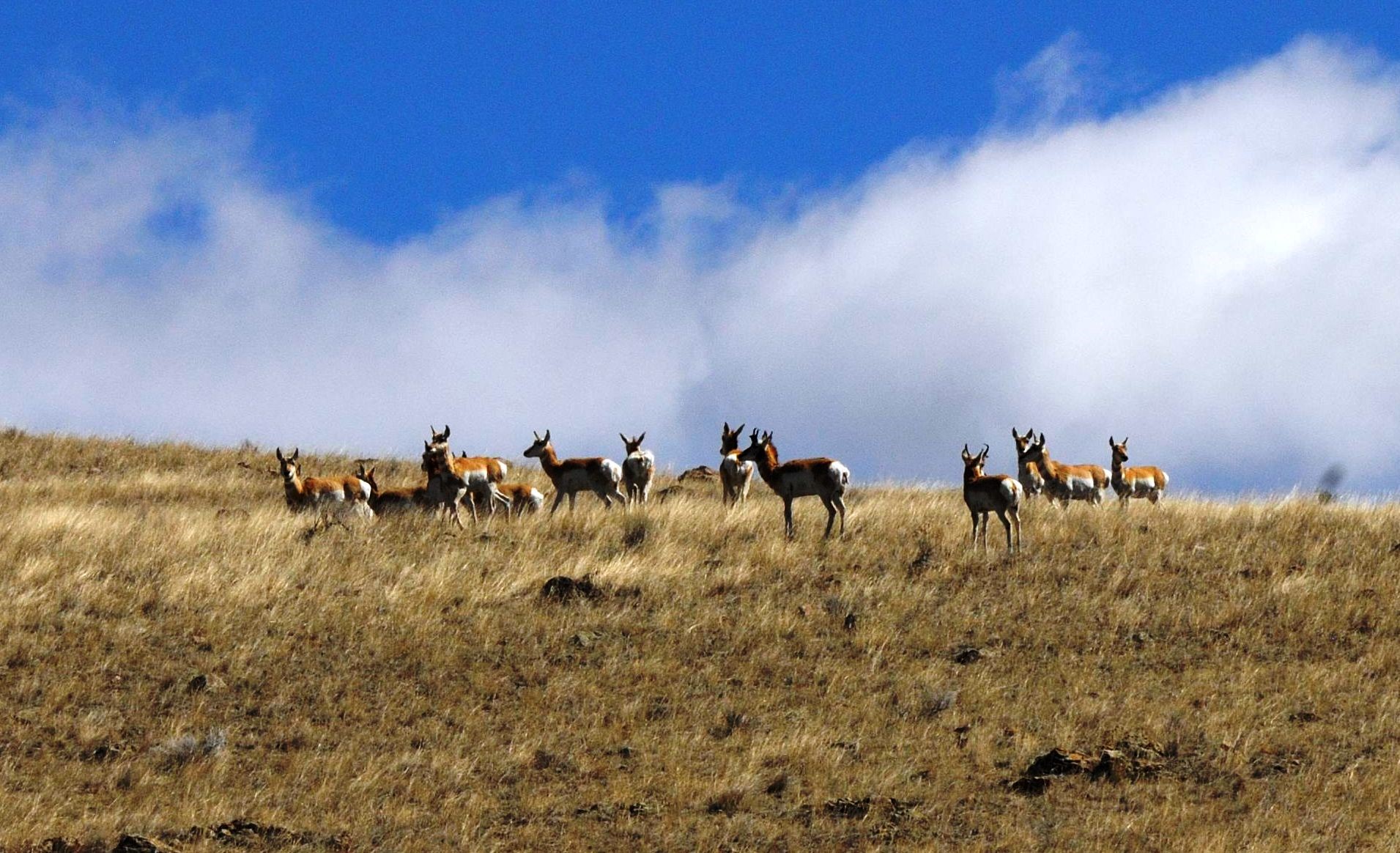 Boulder, Montana 59632, United States, ,Land,Active,63341