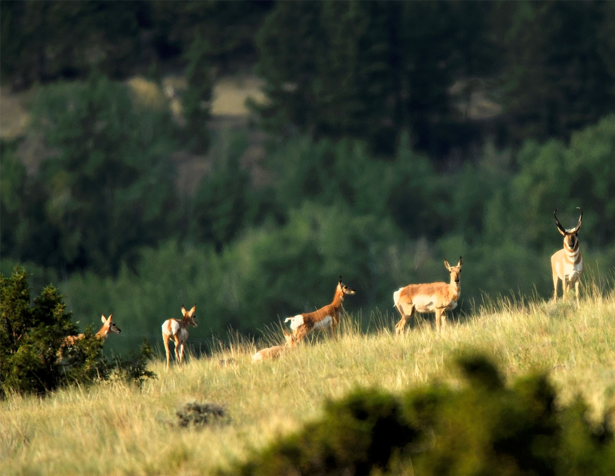 Boulder, Montana 59632, United States, ,Land,Active,63341