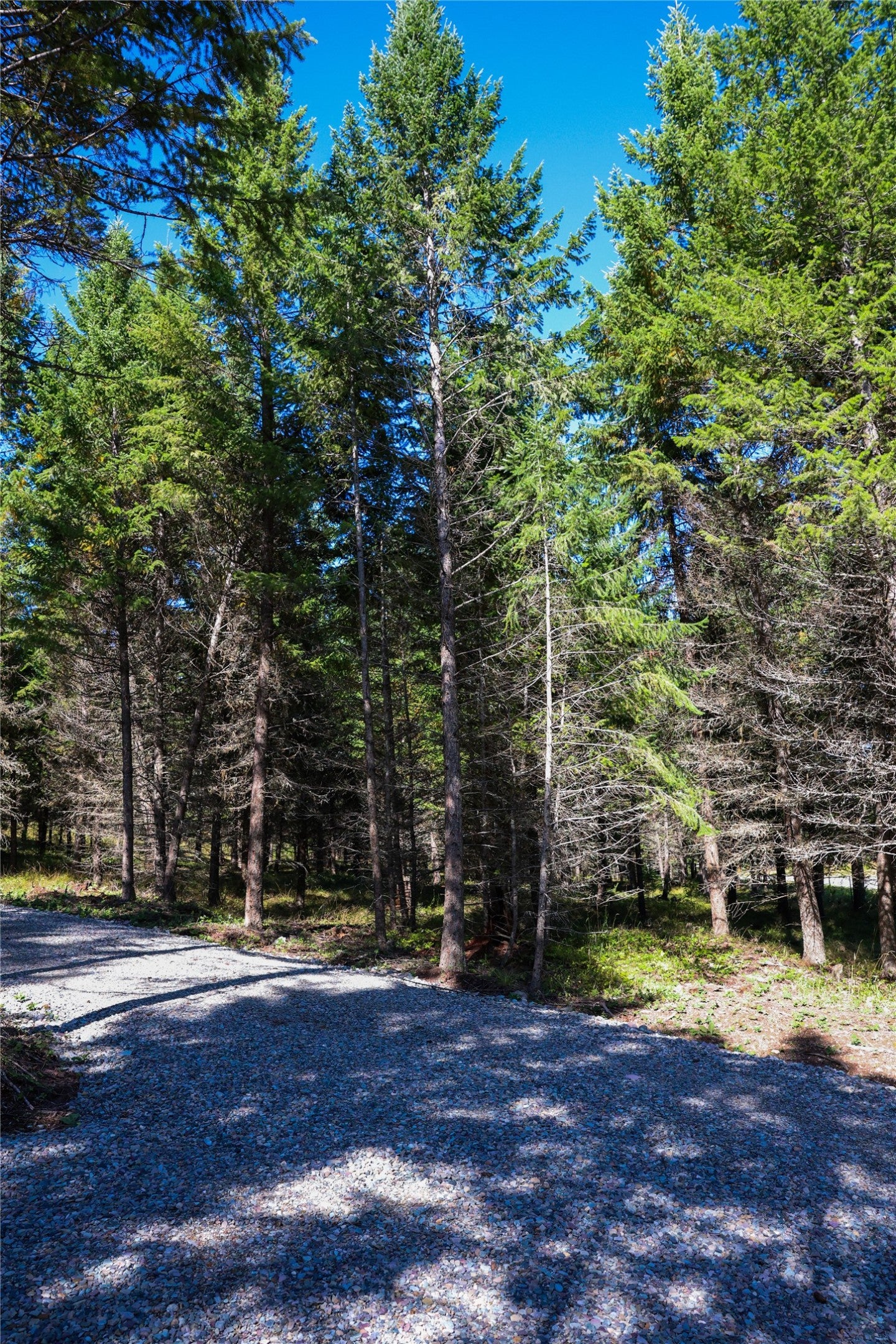 LOT 1 Tobacco Road