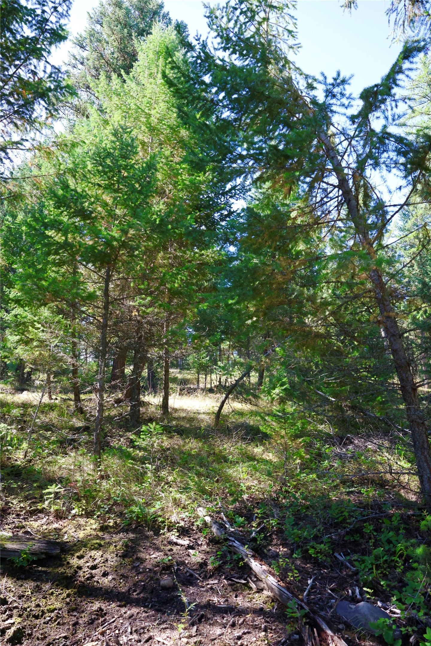 LOT 1 Tobacco Road