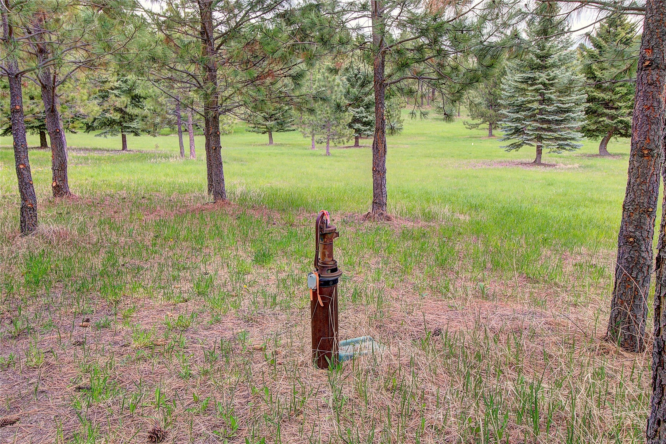 NHN Blue Spruce Drive