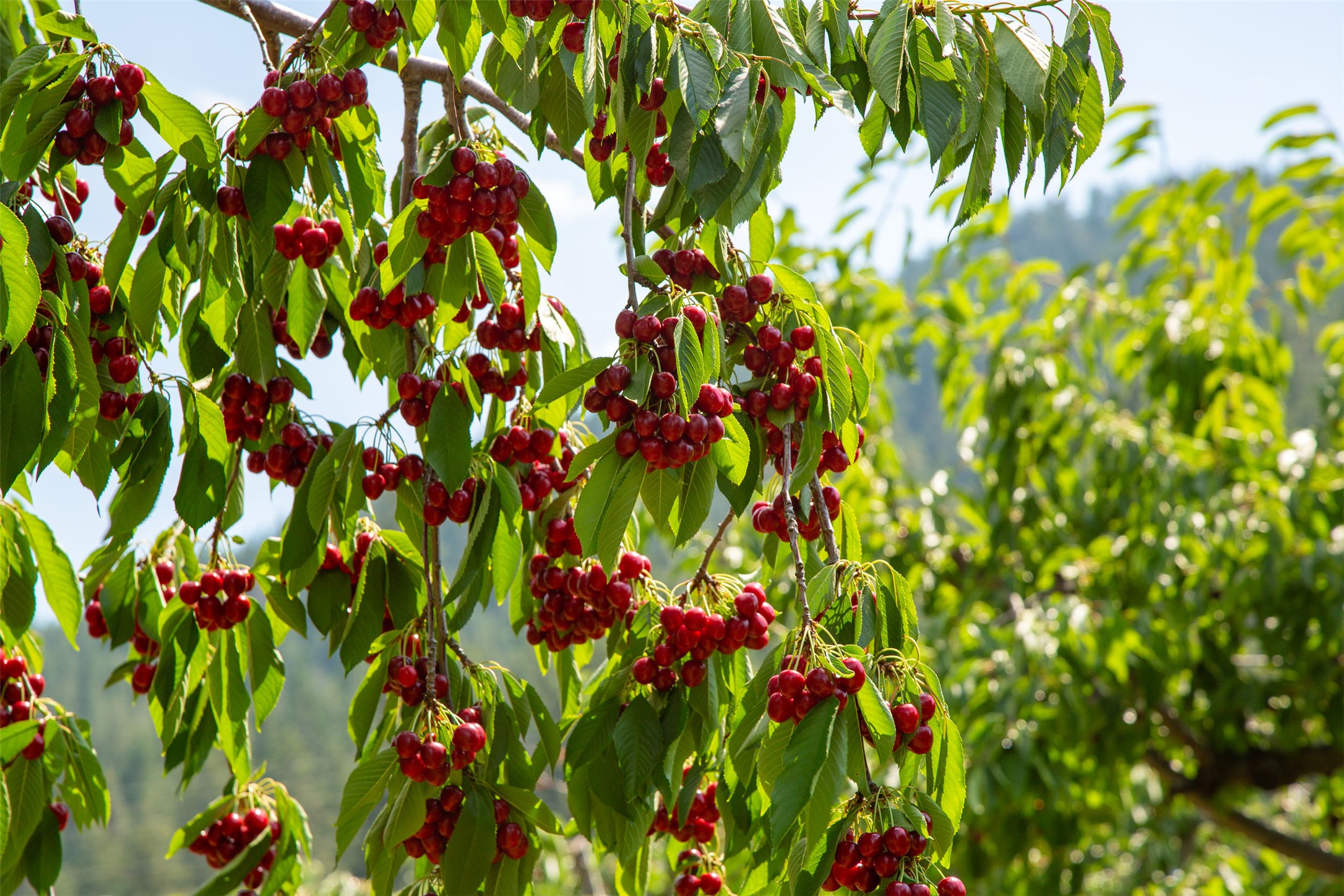 Polson, Montana 59860, United States, ,Land,Active,175284