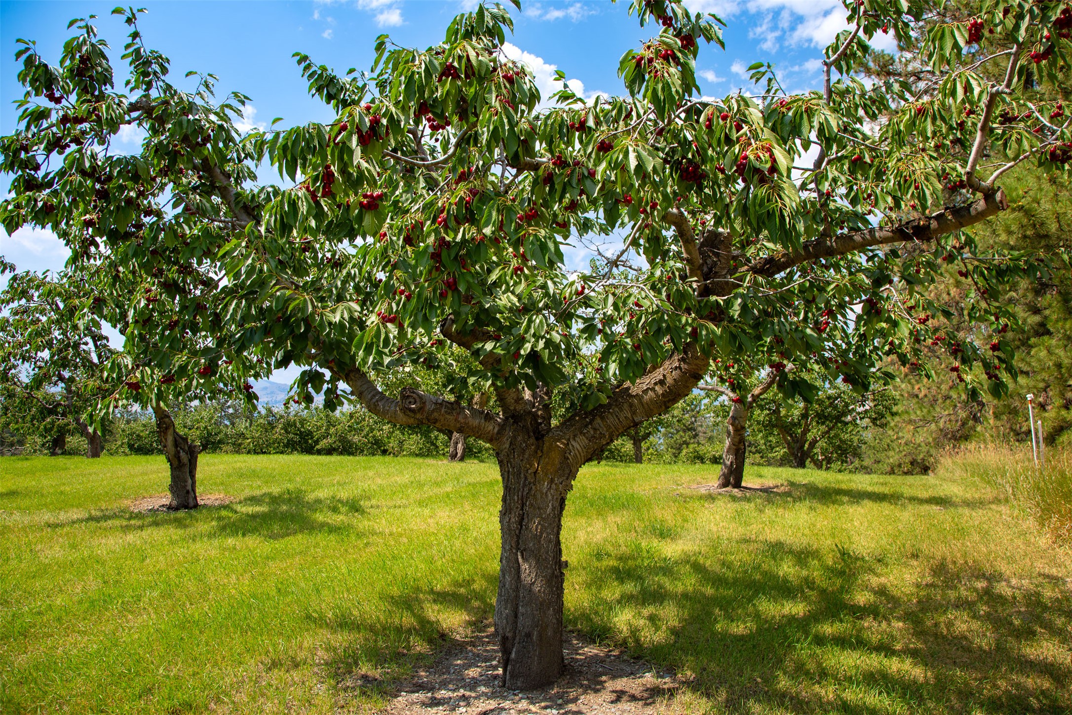 Polson, Montana 59860, United States, ,Land,Active,175284