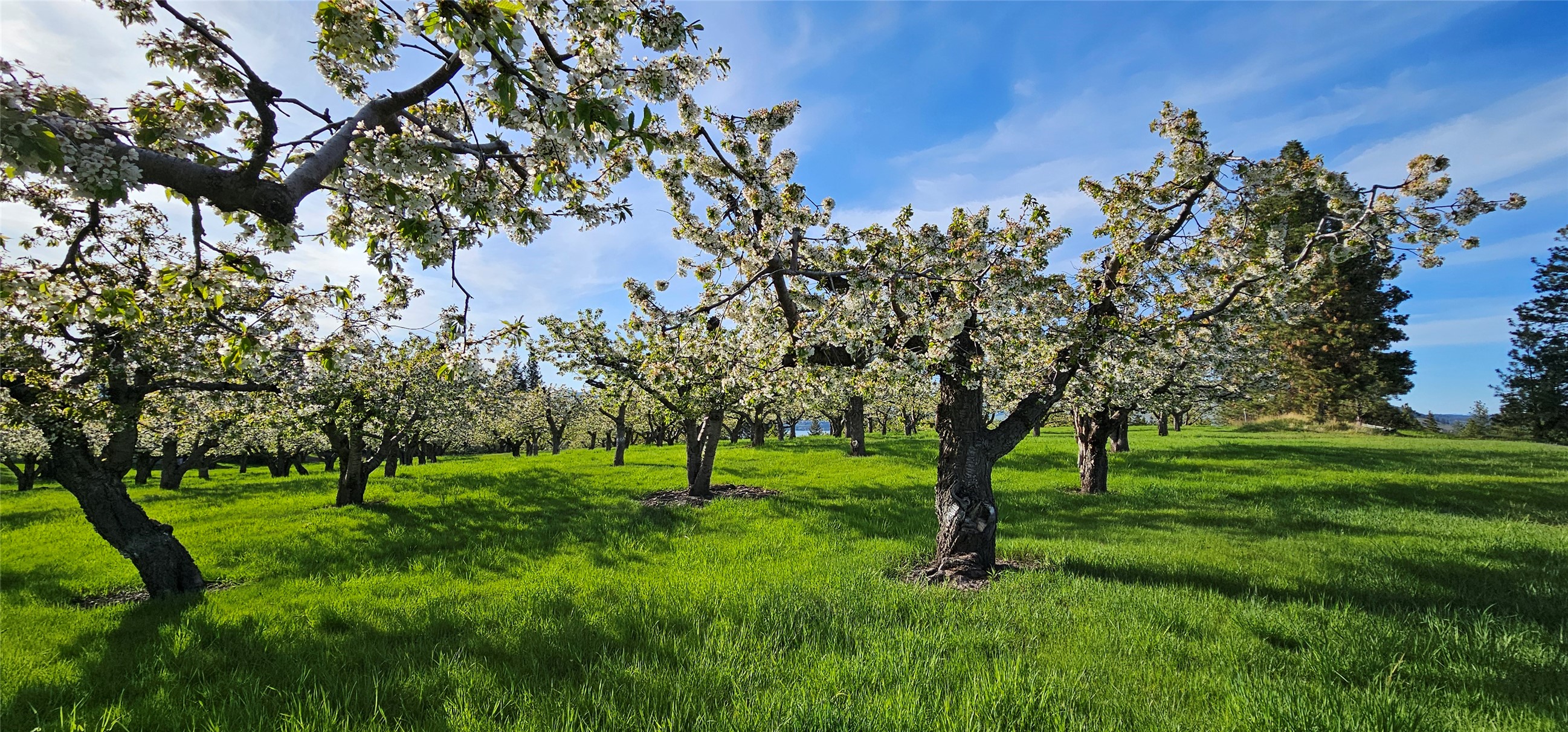 Polson, Montana 59860, United States, ,Land,Active,175284