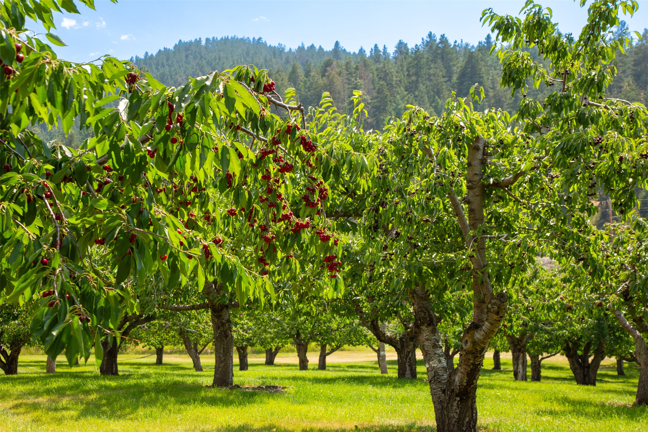 Polson, Montana 59860, United States, ,Land,Active,175284