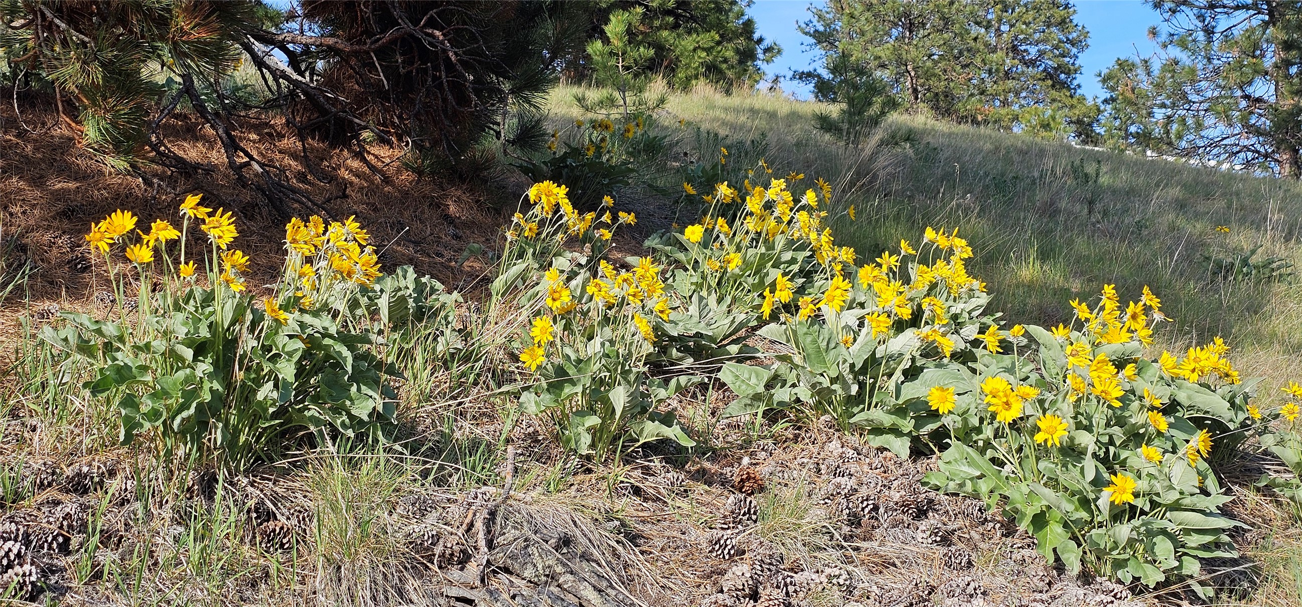 Polson, Montana 59860, United States, ,Land,Active,175284