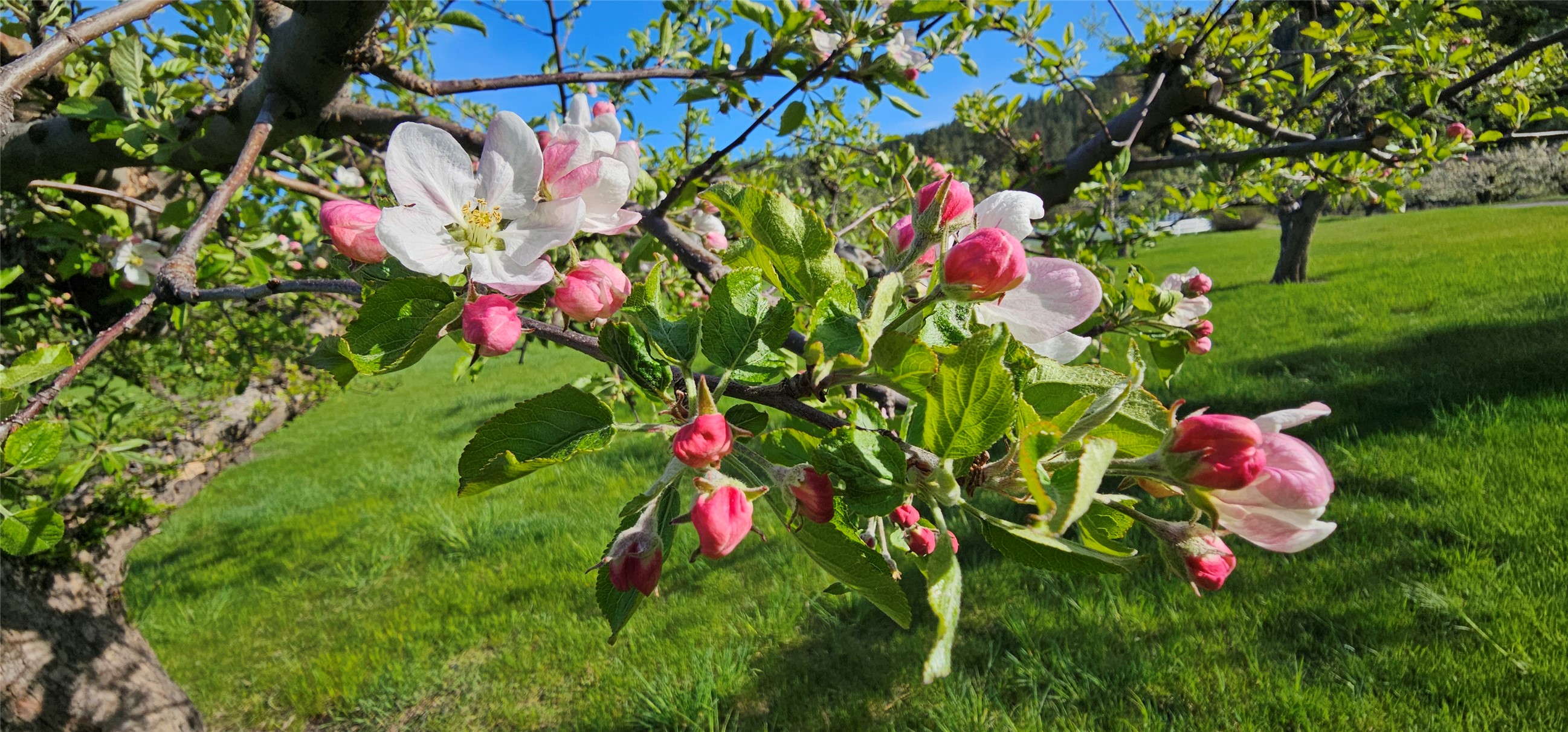 Polson, Montana 59860, United States, ,Land,Active,175284