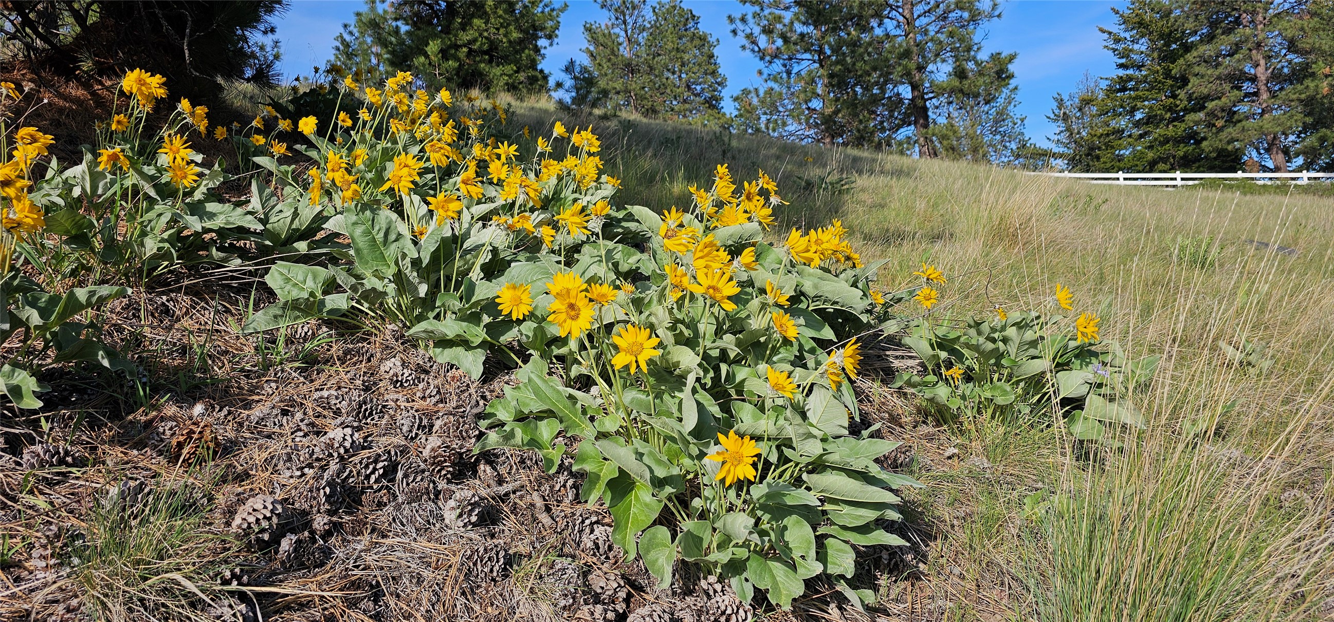Polson, Montana 59860, United States, ,Land,Active,175284