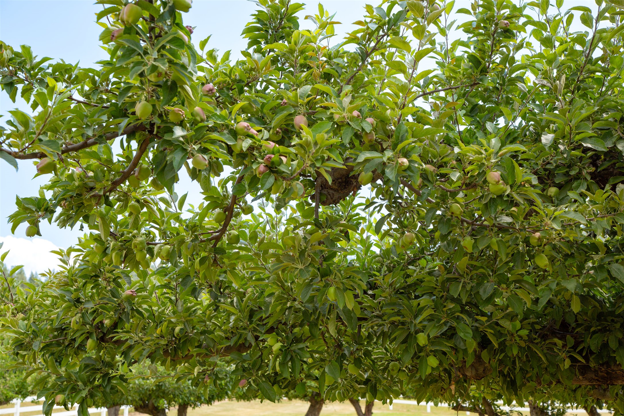 Polson, Montana 59860, United States, ,Land,Active,175284