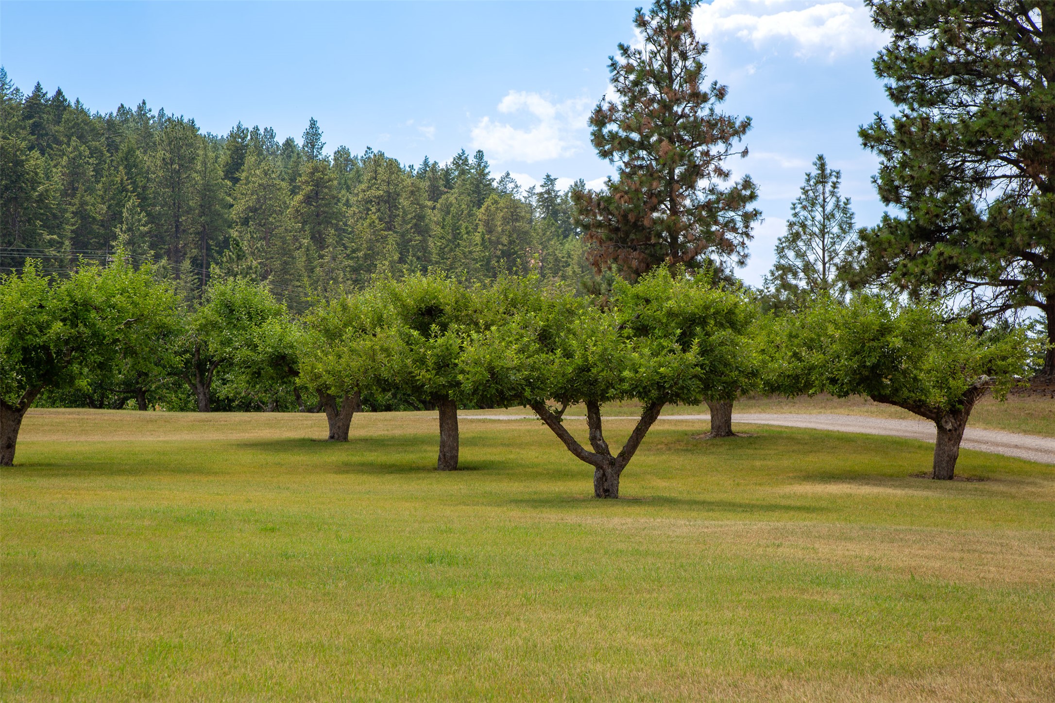 Polson, Montana 59860, United States, ,Land,Active,175284