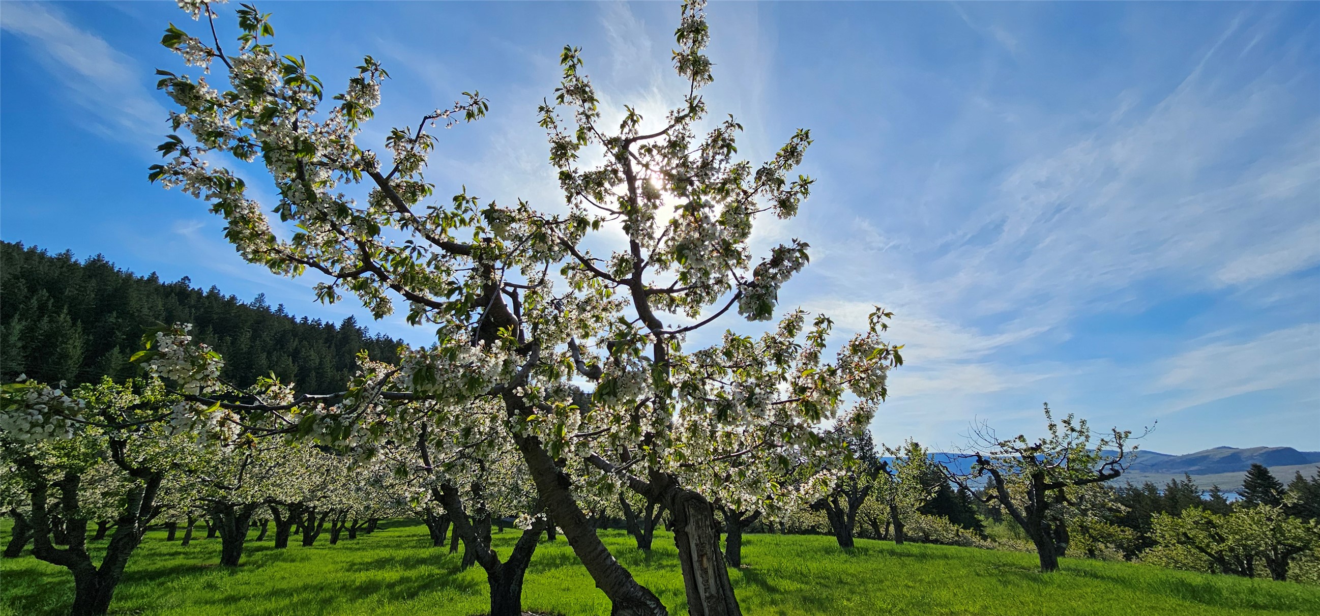 Polson, Montana 59860, United States, ,Land,Active,175284