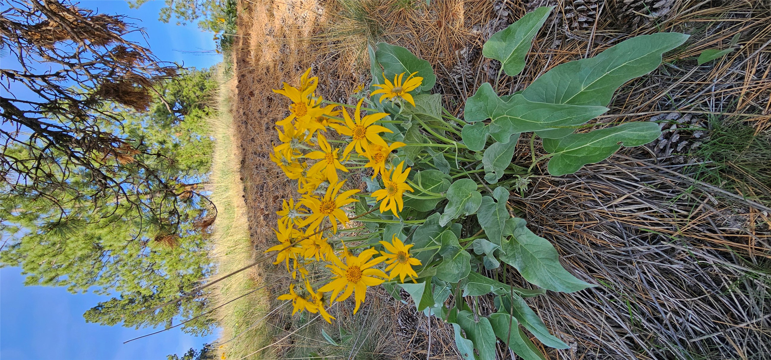 Polson, Montana 59860, United States, ,Land,Active,175284
