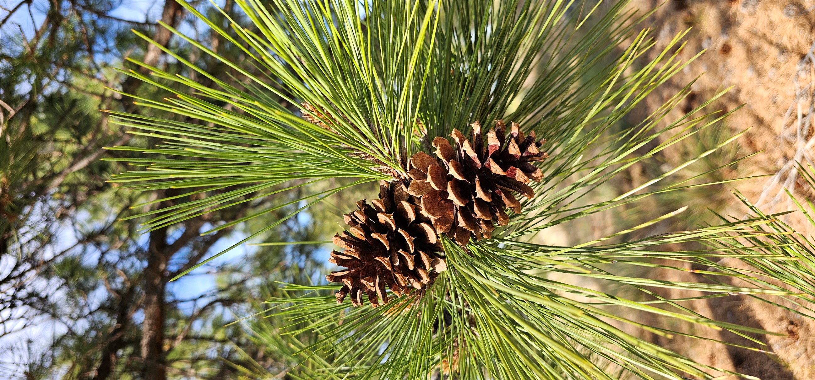 Polson, Montana 59860, United States, ,Land,Active,175284