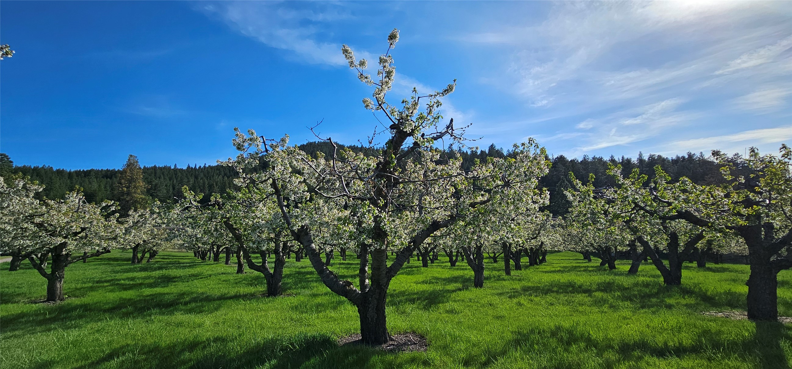 Polson, Montana 59860, United States, ,Land,Active,175284