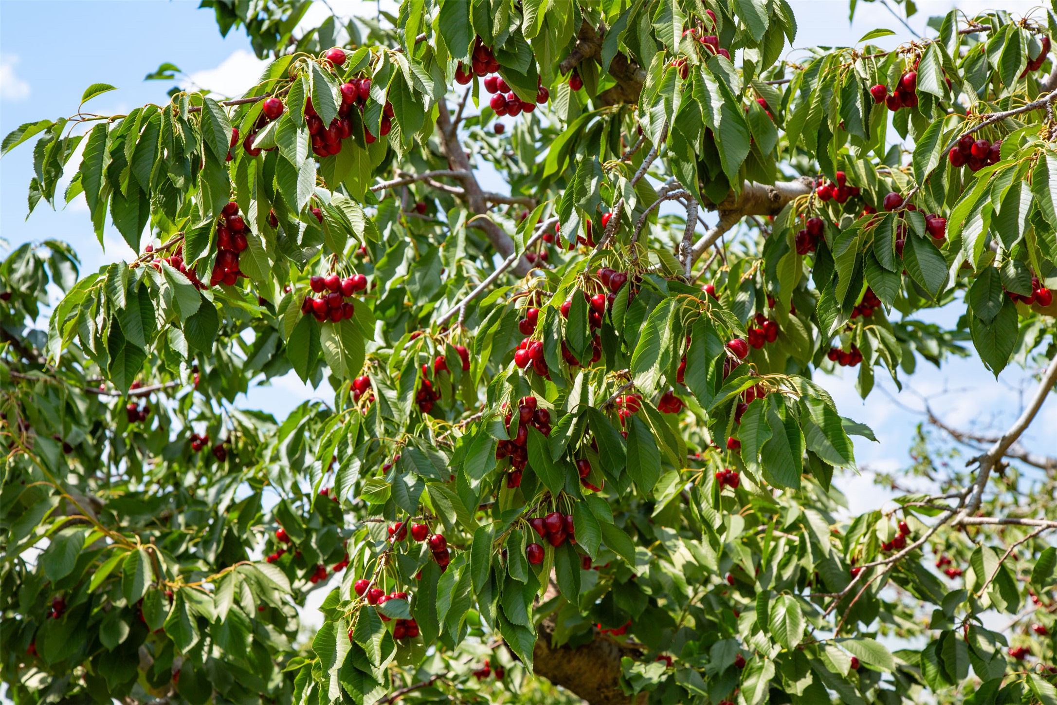 Polson, Montana 59860, United States, ,Land,Active,175284