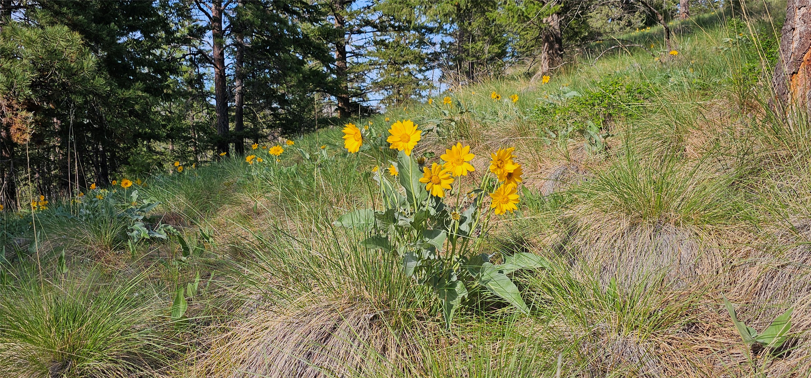 Polson, Montana 59860, United States, ,Land,Active,175284