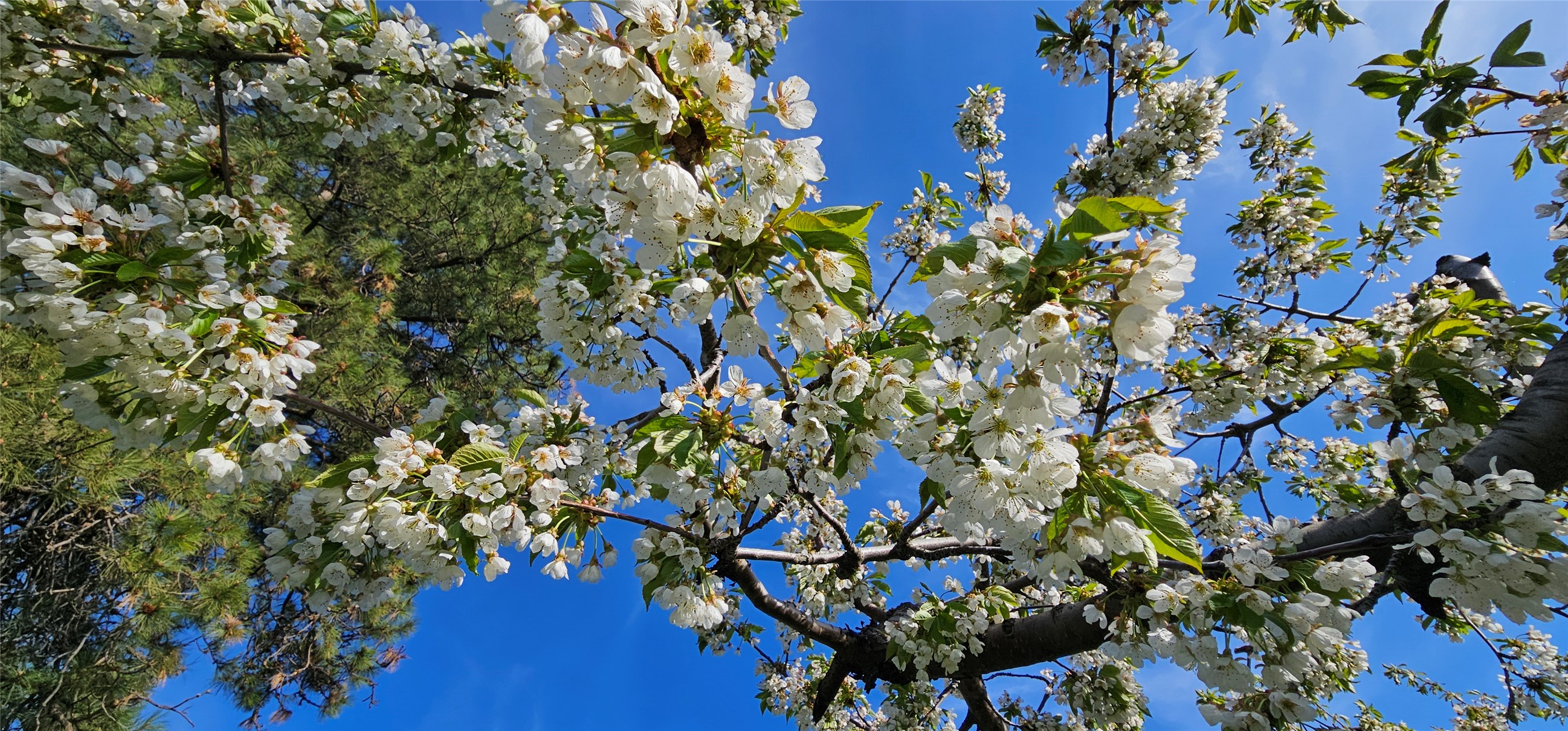 Polson, Montana 59860, United States, ,Land,Active,175284