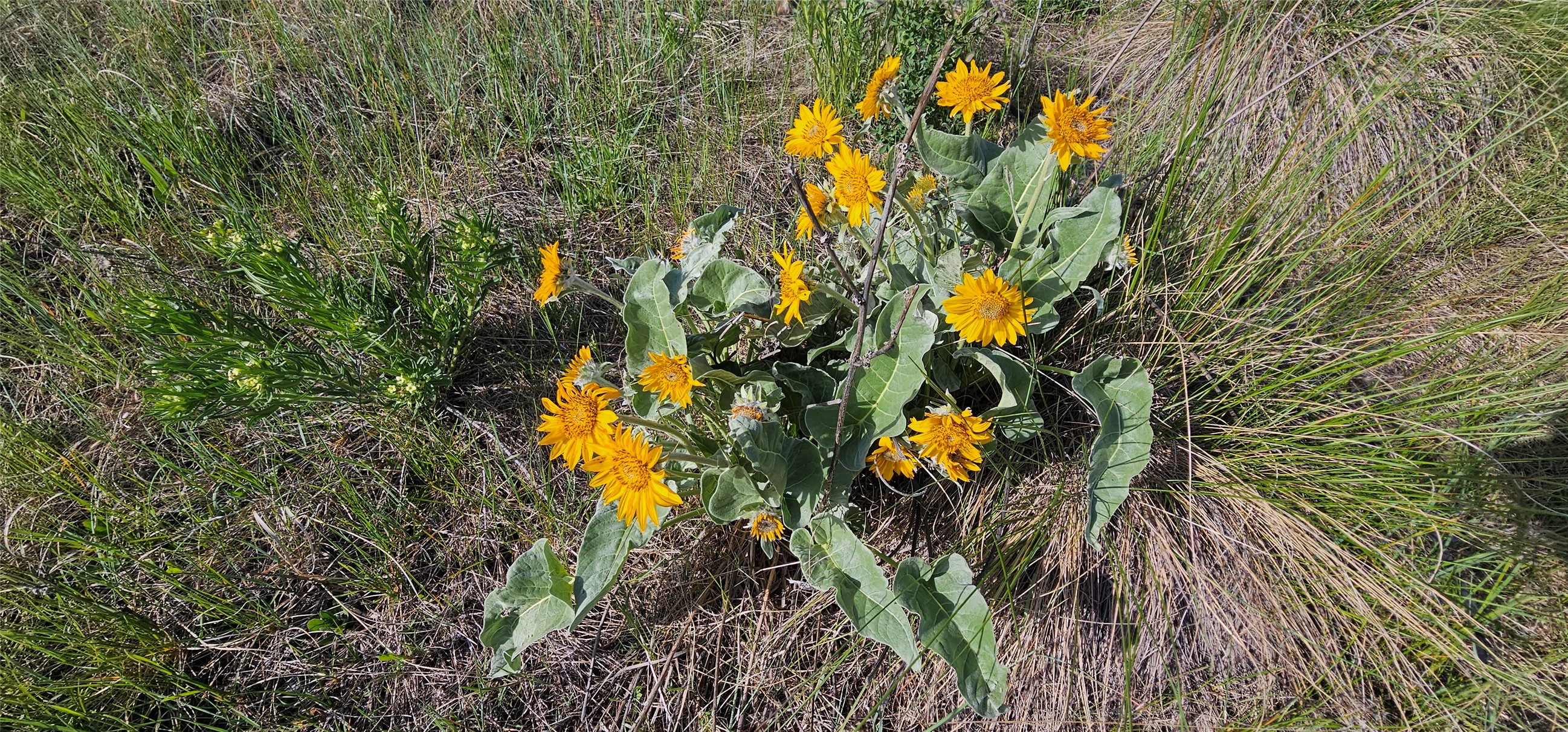 Polson, Montana 59860, United States, ,Land,Active,175284